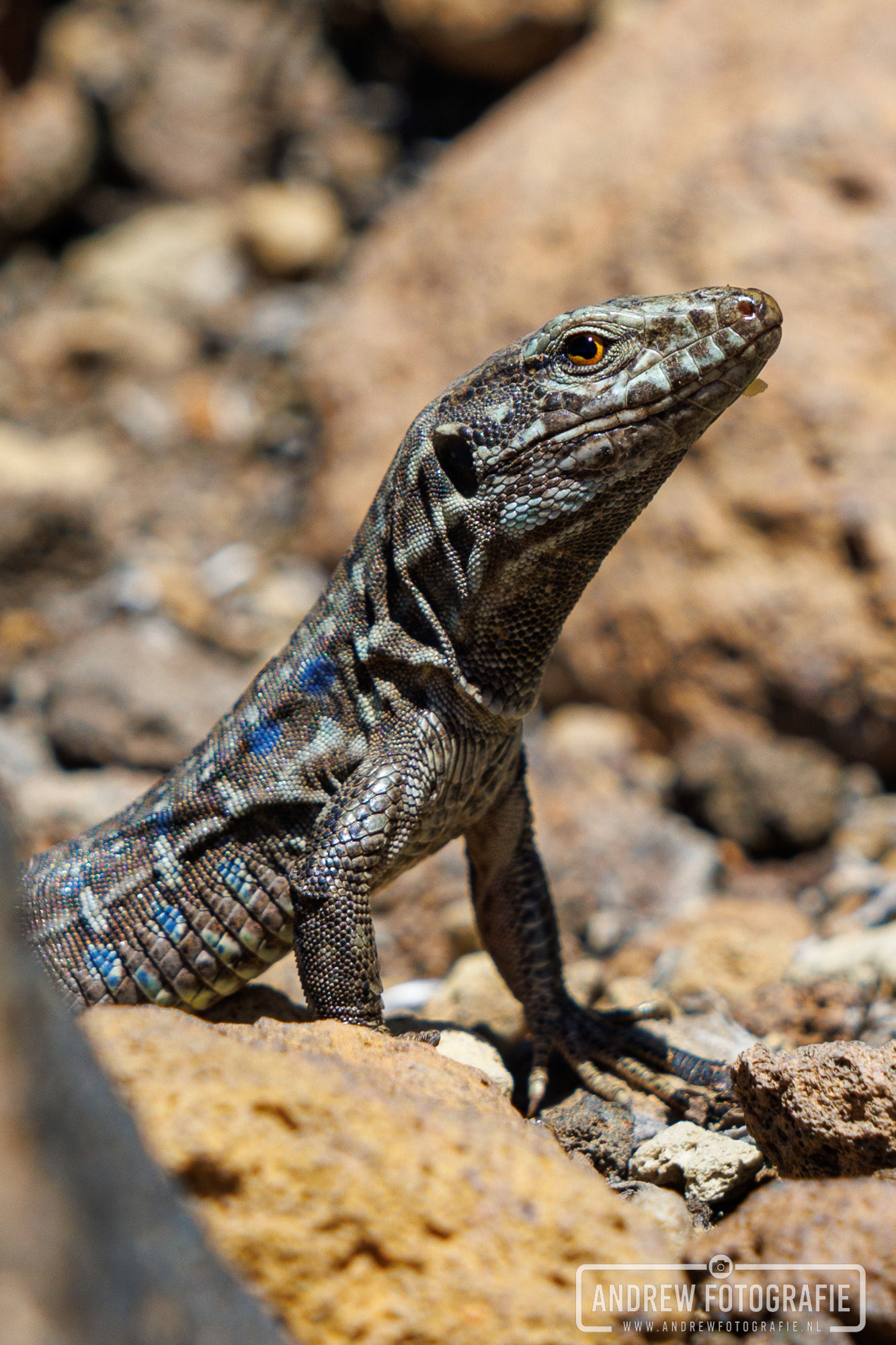 Canarische hagedis met opvallende blauwe vlekken op de flanken bij El Teide