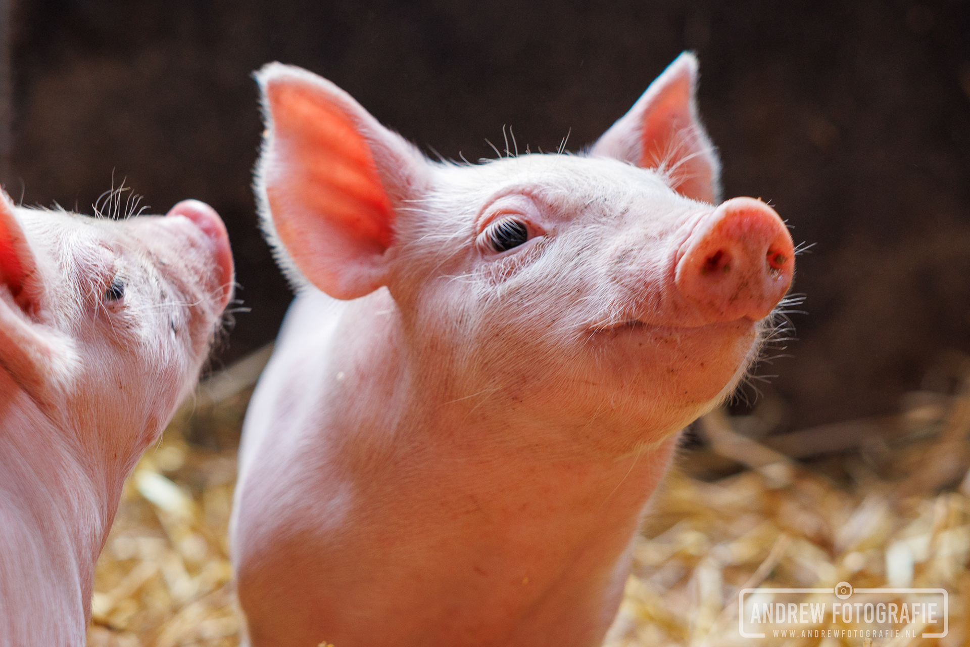 Schattige roze biggetjes in de stal bij speelboerderij Feltsigt