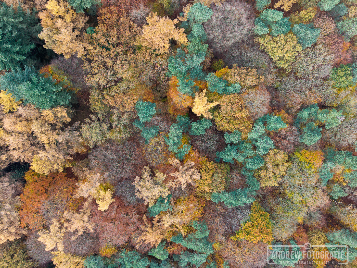 Kleurrijk herfstbladerdek over de heuvels van Montferland vanuit de lucht.