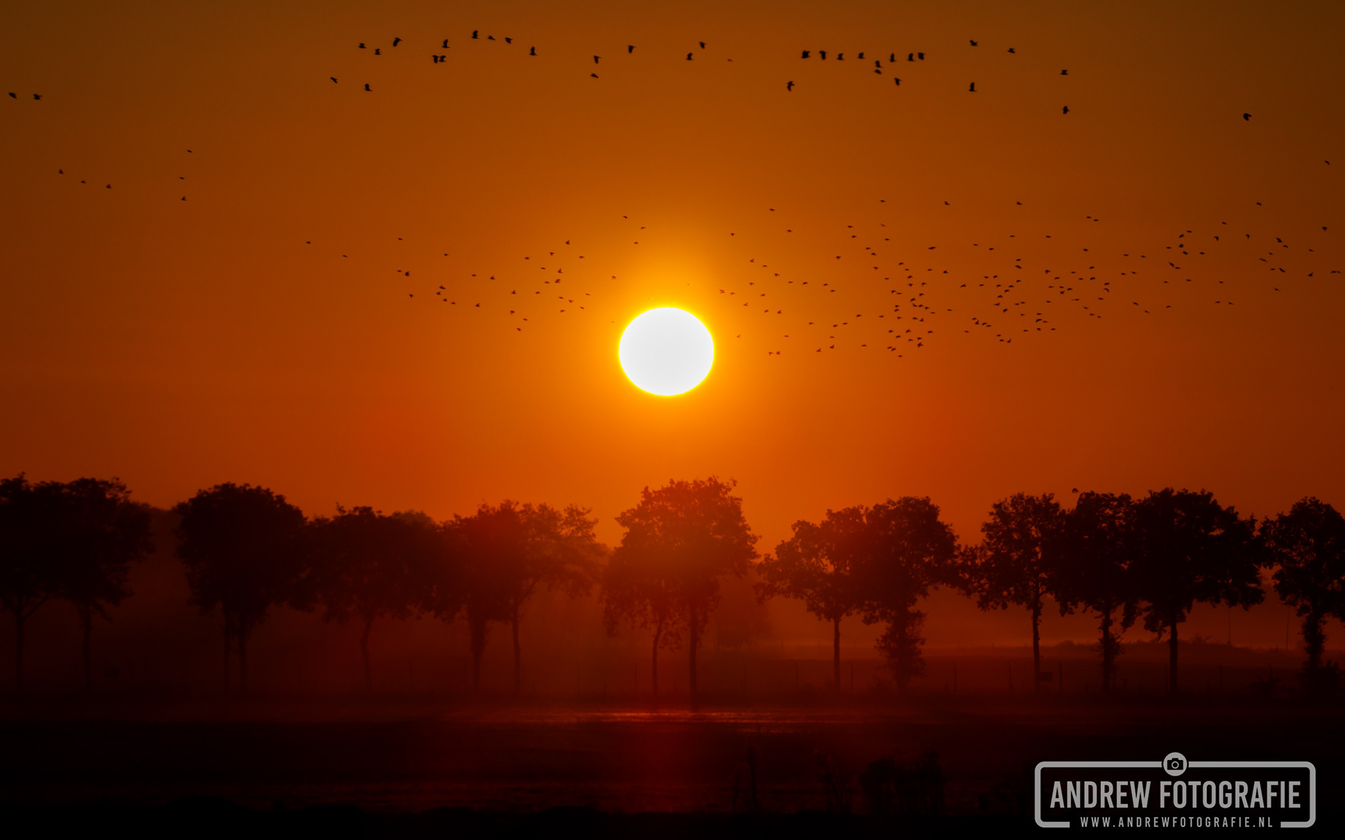 Landschapsfotografie van een bomenrij bij zonsopkomst in Schaarsbergen met vogels in de lucht, sfeervolle silhouetfoto door Andrew Fotografie.