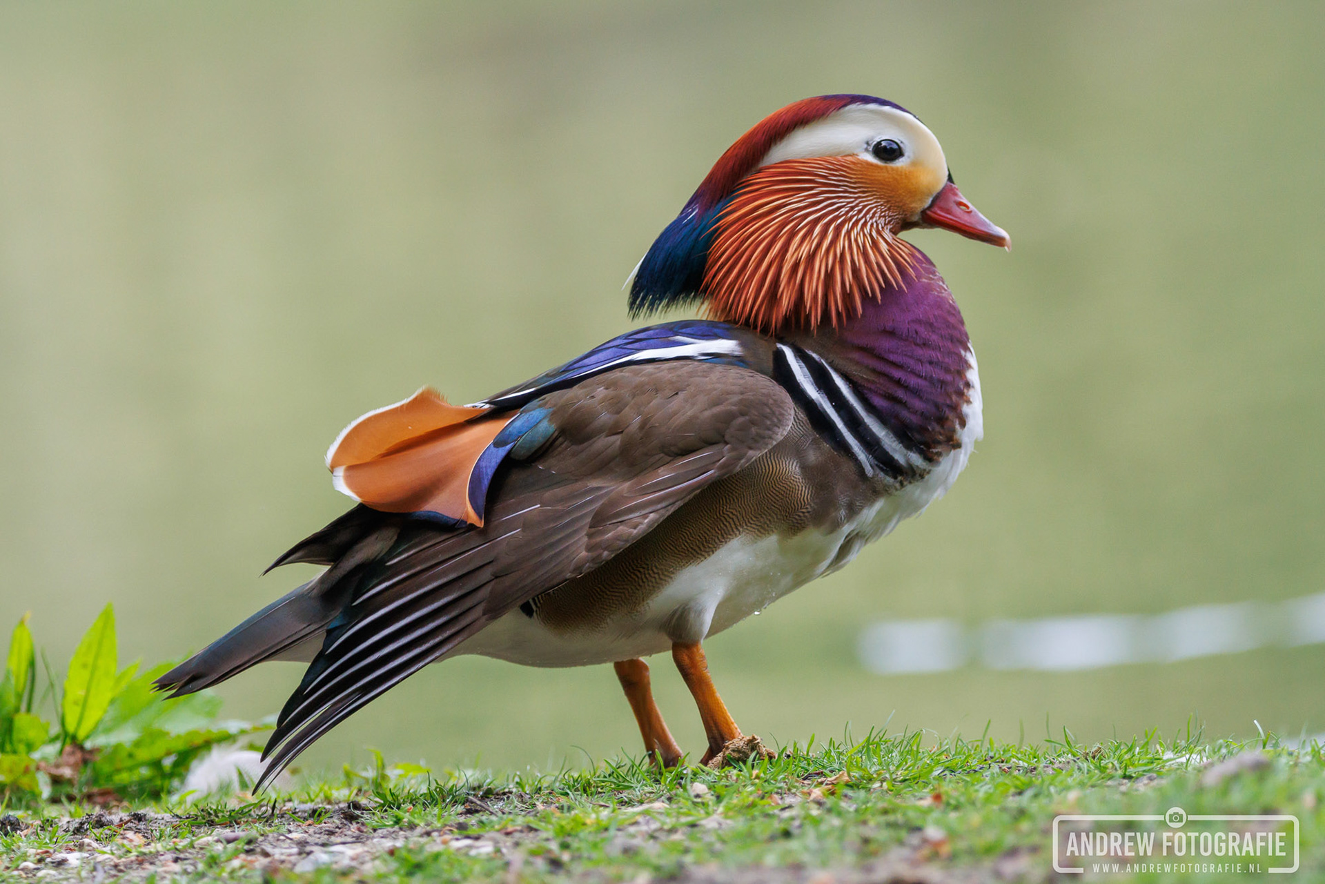 Vogelfotografie van een kleurrijke mandarijneend in het Sonsbeekpark Arnhem, close-up wildlife portret door Andrew Fotografie.