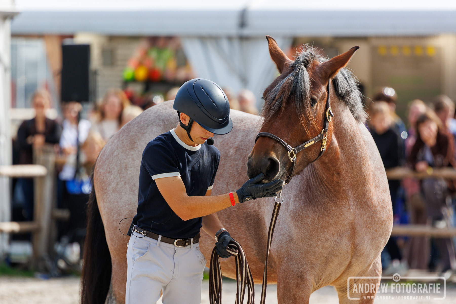Mooi vertrouwensmoment tussen Robin Cooijmans en zijn paard Bente op het terrein in Vijfhuizen.