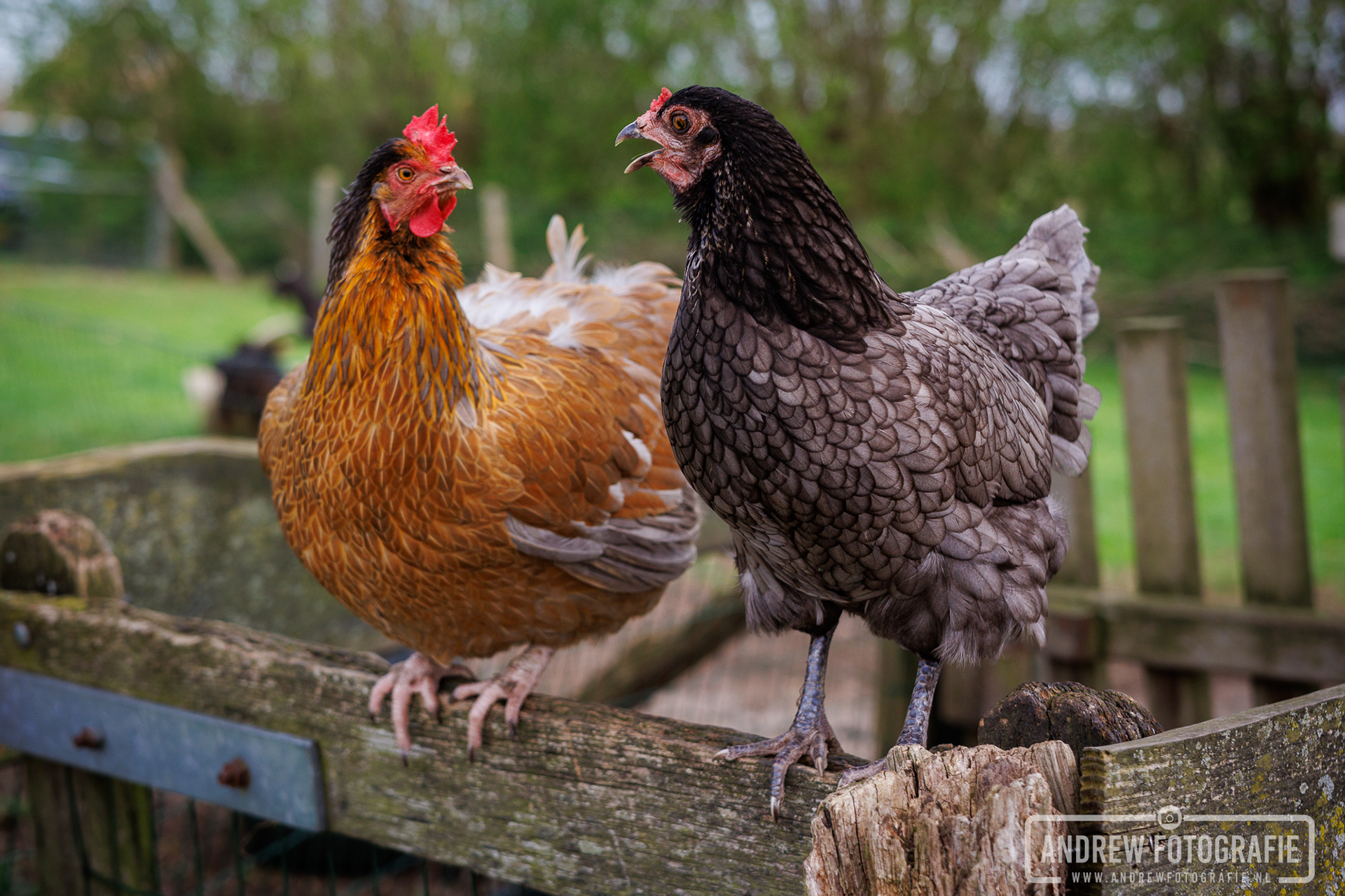 Scharrelende kippen op een houten balk bij de boerderij