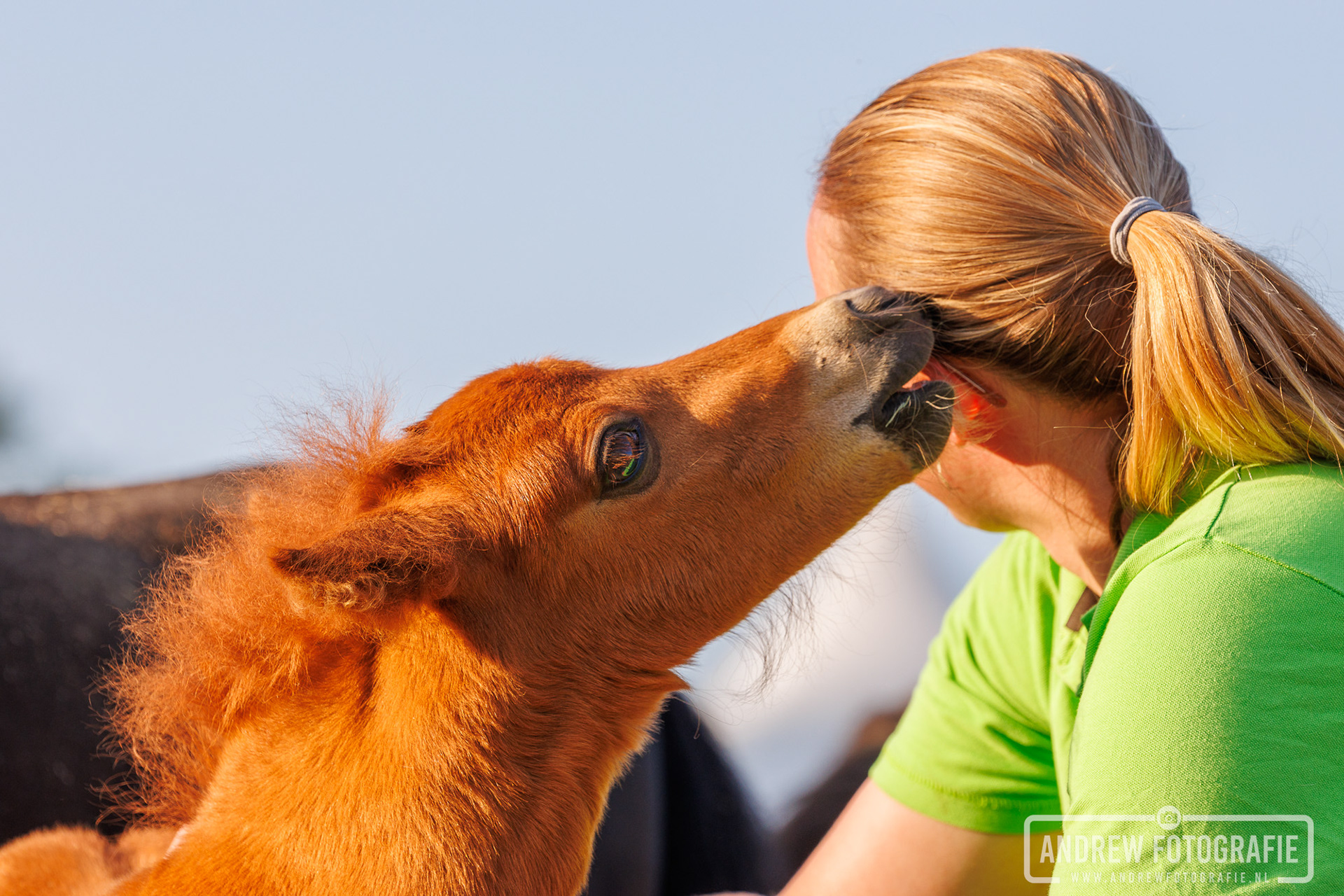 Evenementenfotografie van de interactie tussen een vrouw en een veulen op de Farm and Country Fair, spontaan dierenportret door Andrew Fotografie.