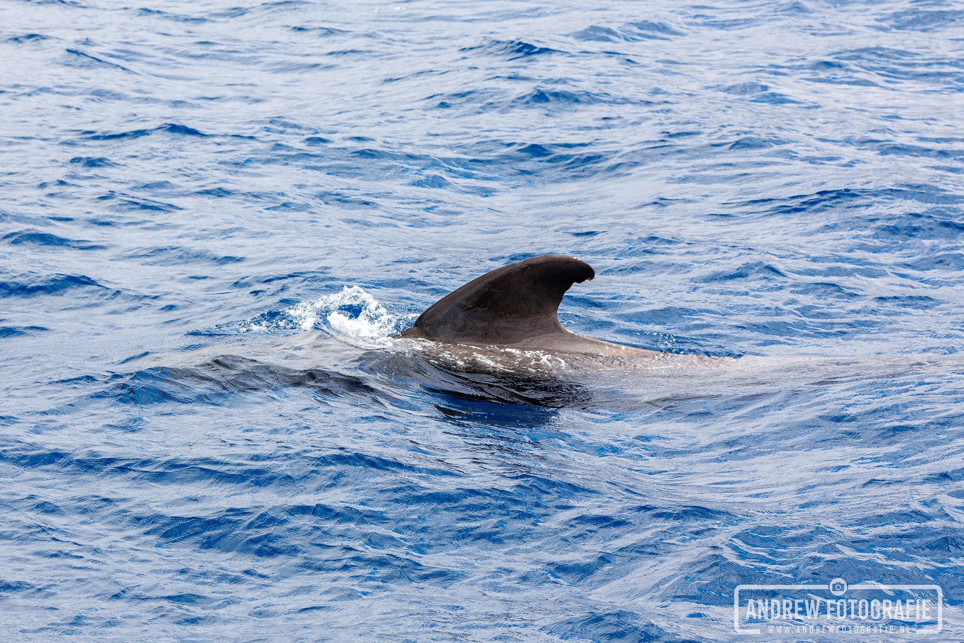 Grienden en walvissen spotten op de Atlantische Oceaan bij Tenerife