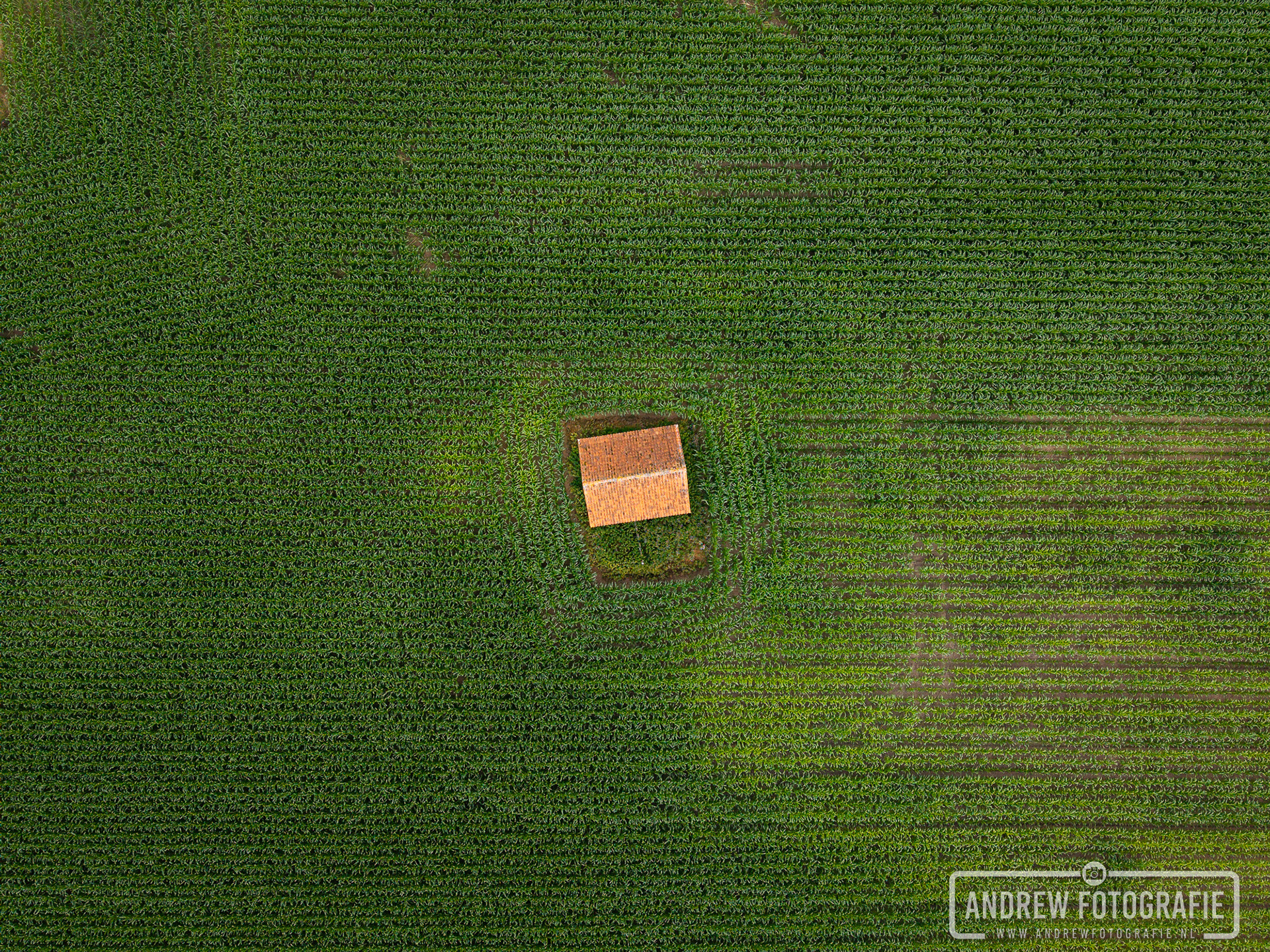 Dronefoto van een oranje schuurtje te midden van een groen maïsveld in het buitengebied van Aalten, Achterhoek.