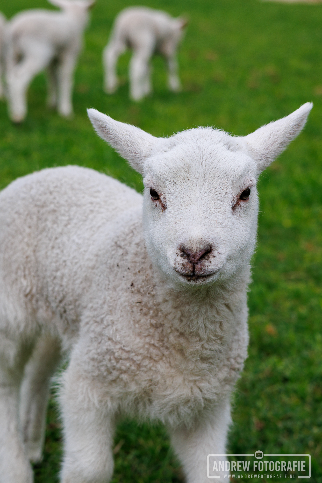 Een jong wit lammetje in de weide van de kinderboerderij