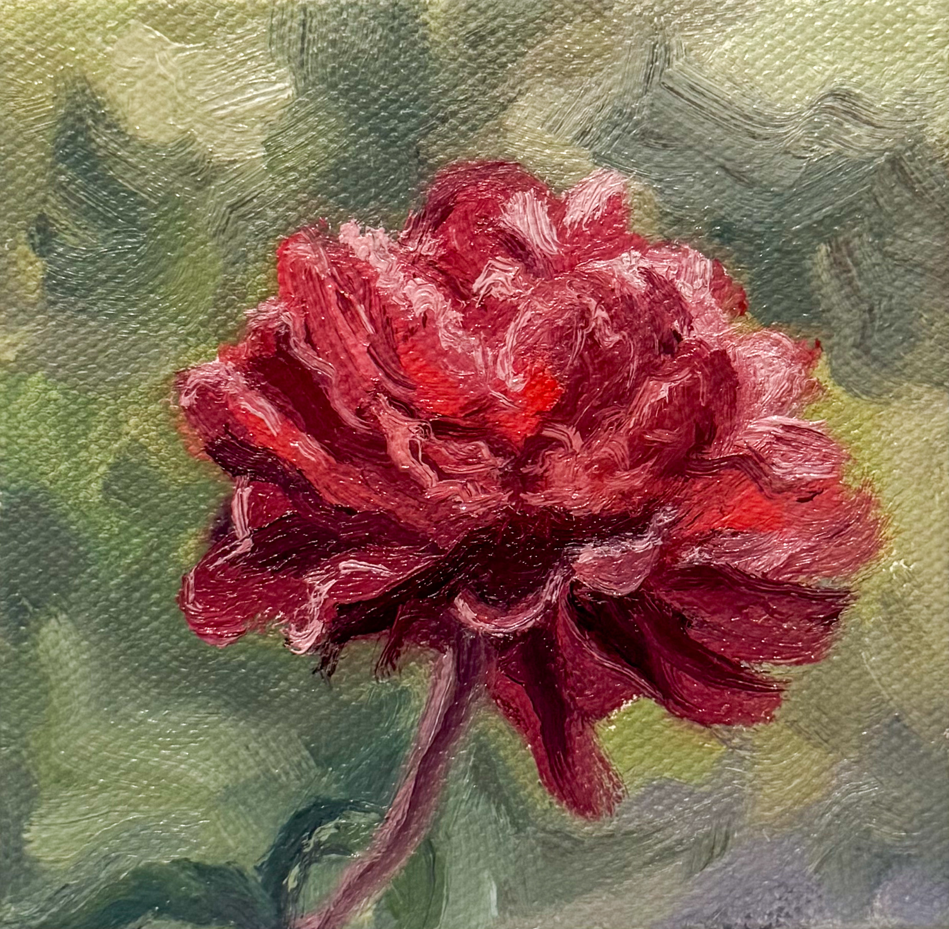 Carnation, 2025