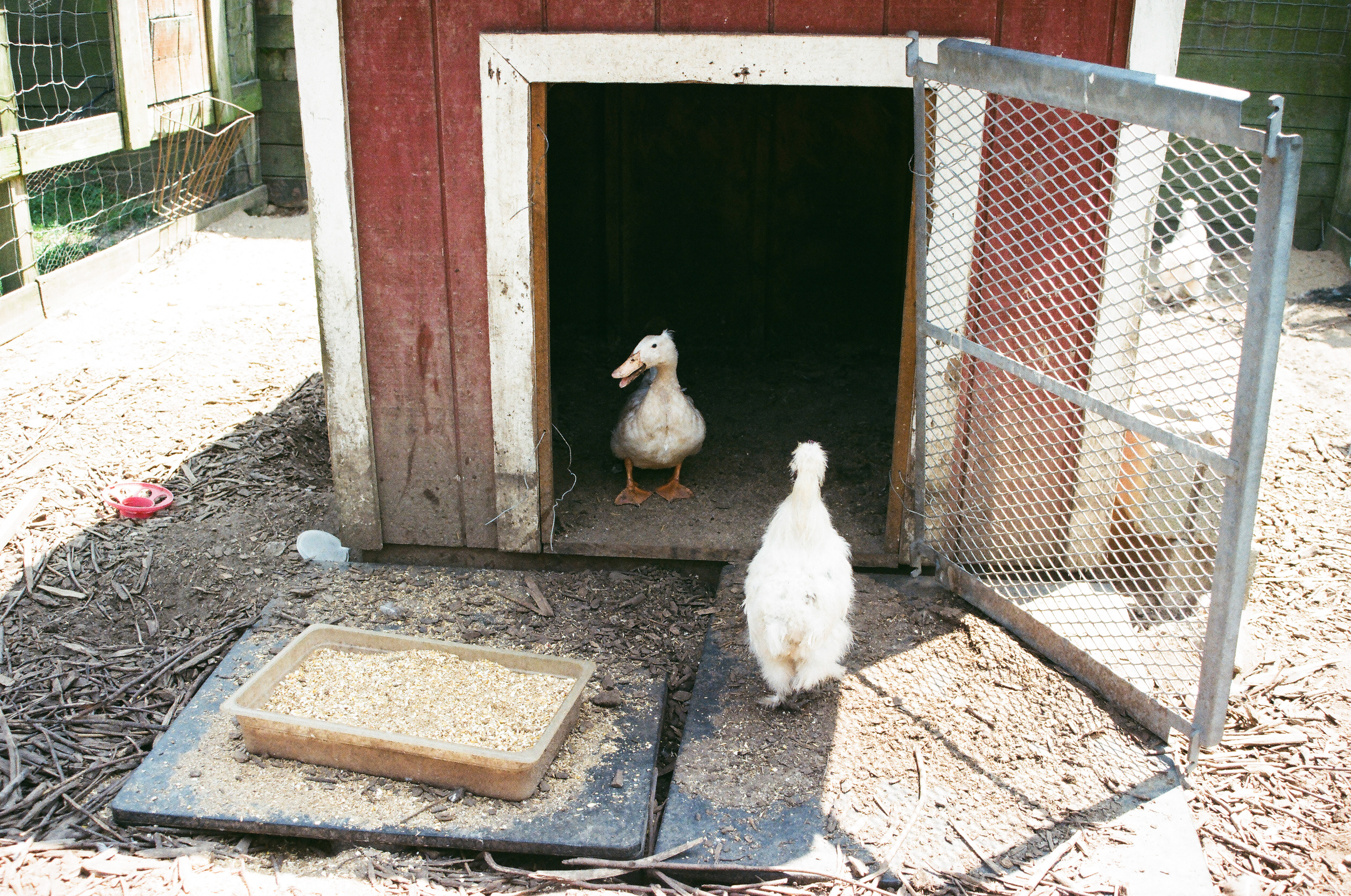 Chicken Coop, 2024