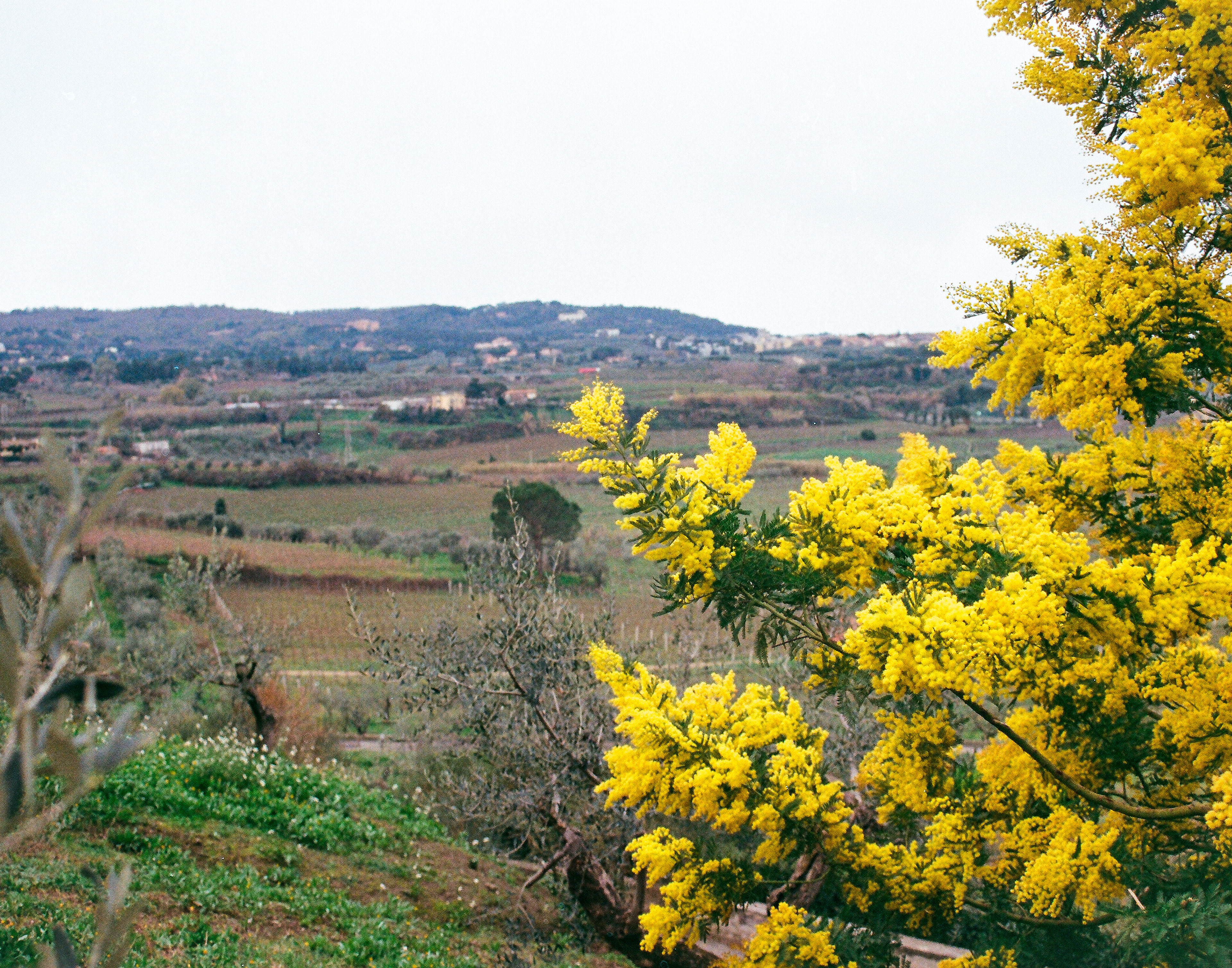 Vigneto a Frascati, 2023