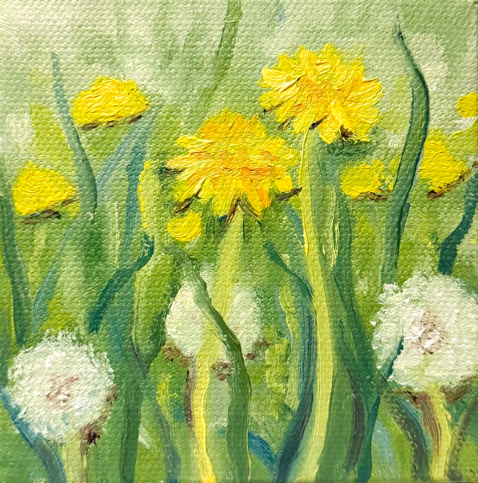 Dandelions, 2025