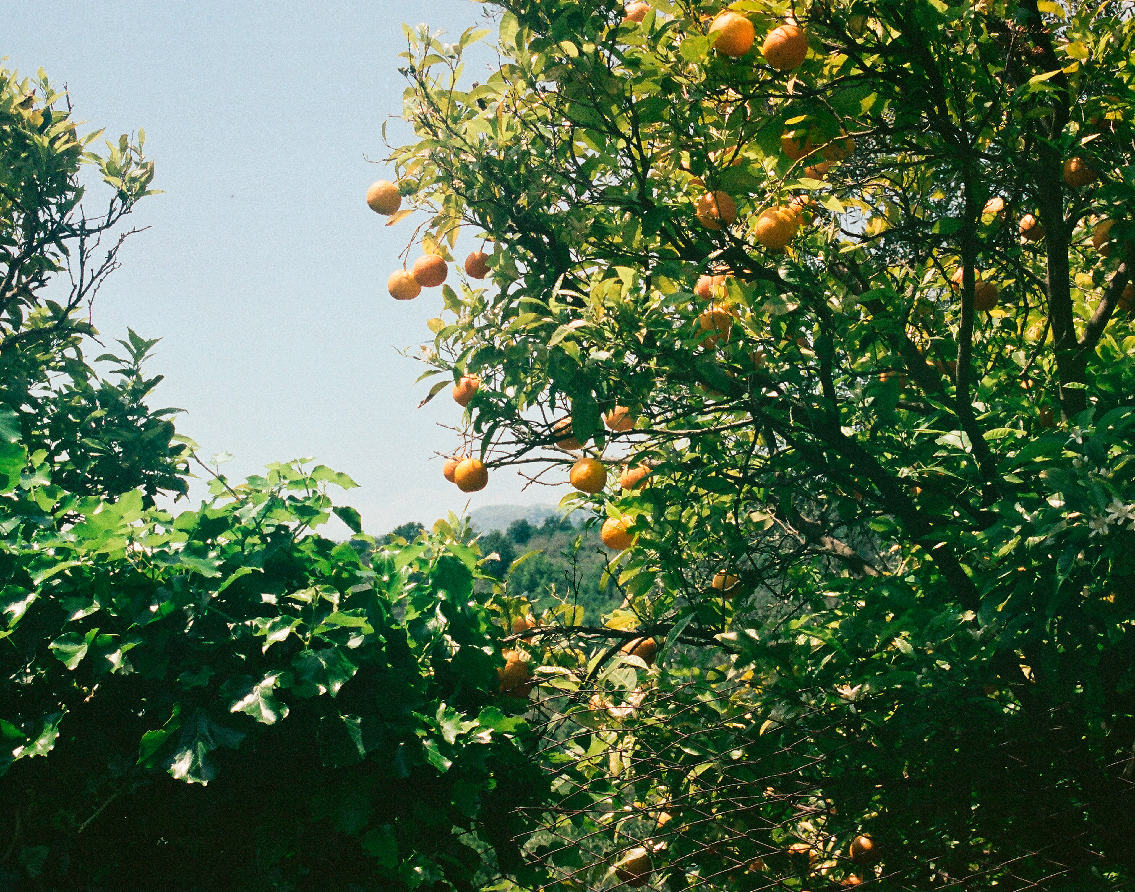 Albero d'Arancia, San Vittore del Lazio, 2023