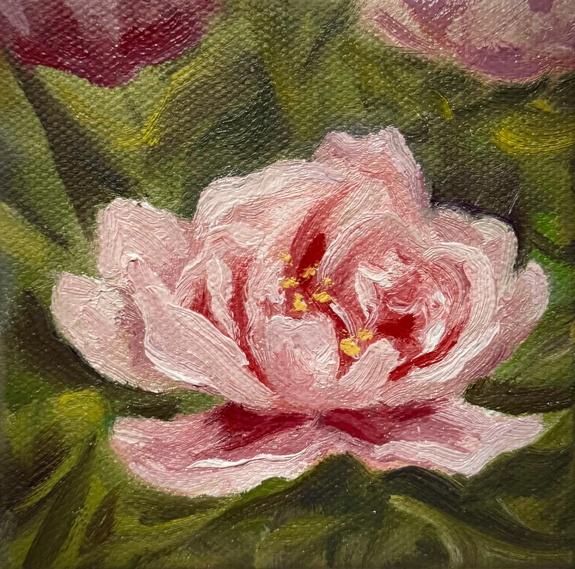 Peony, 2025