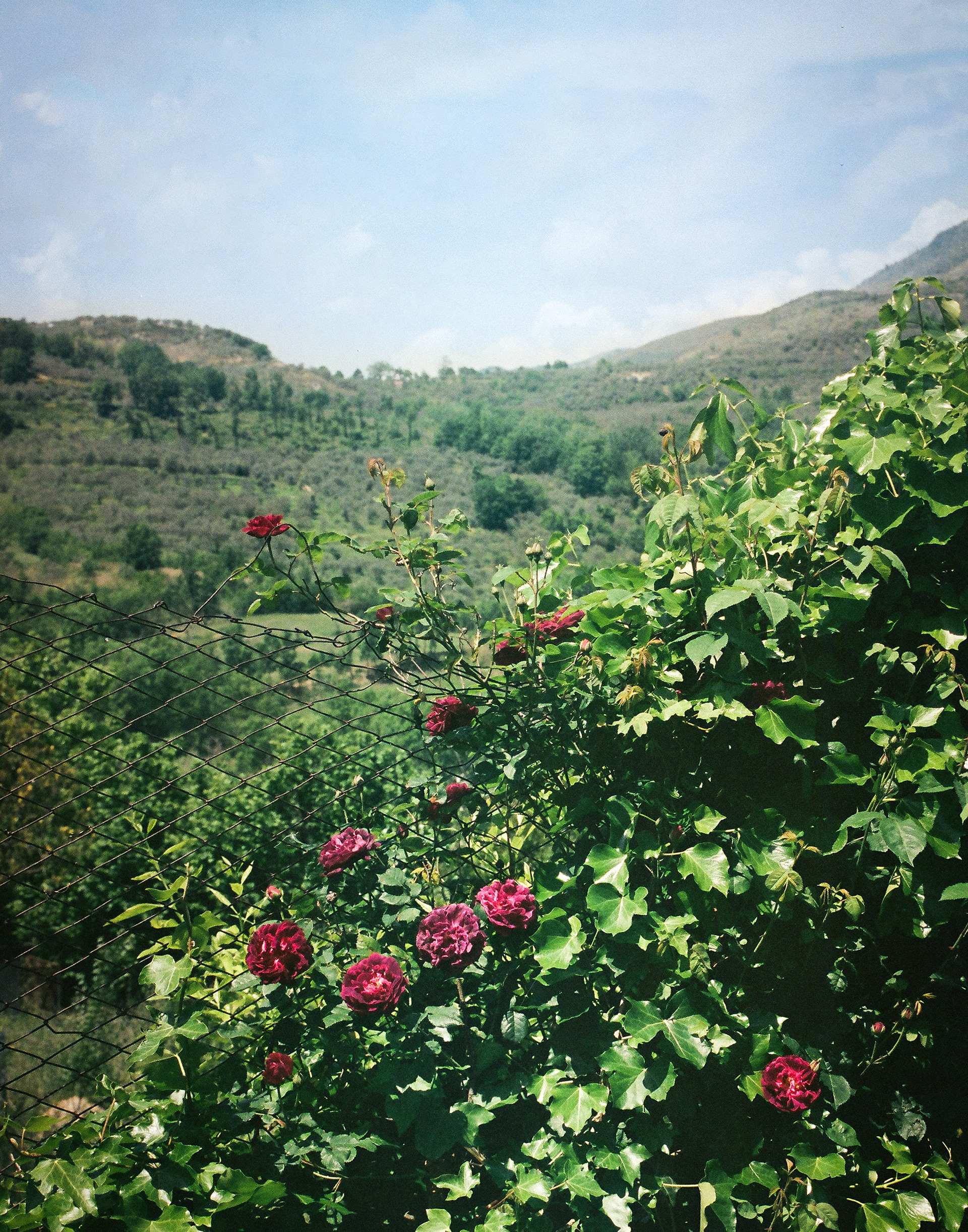 Giardino di Rose, San Vittore del Lazio, 2023
