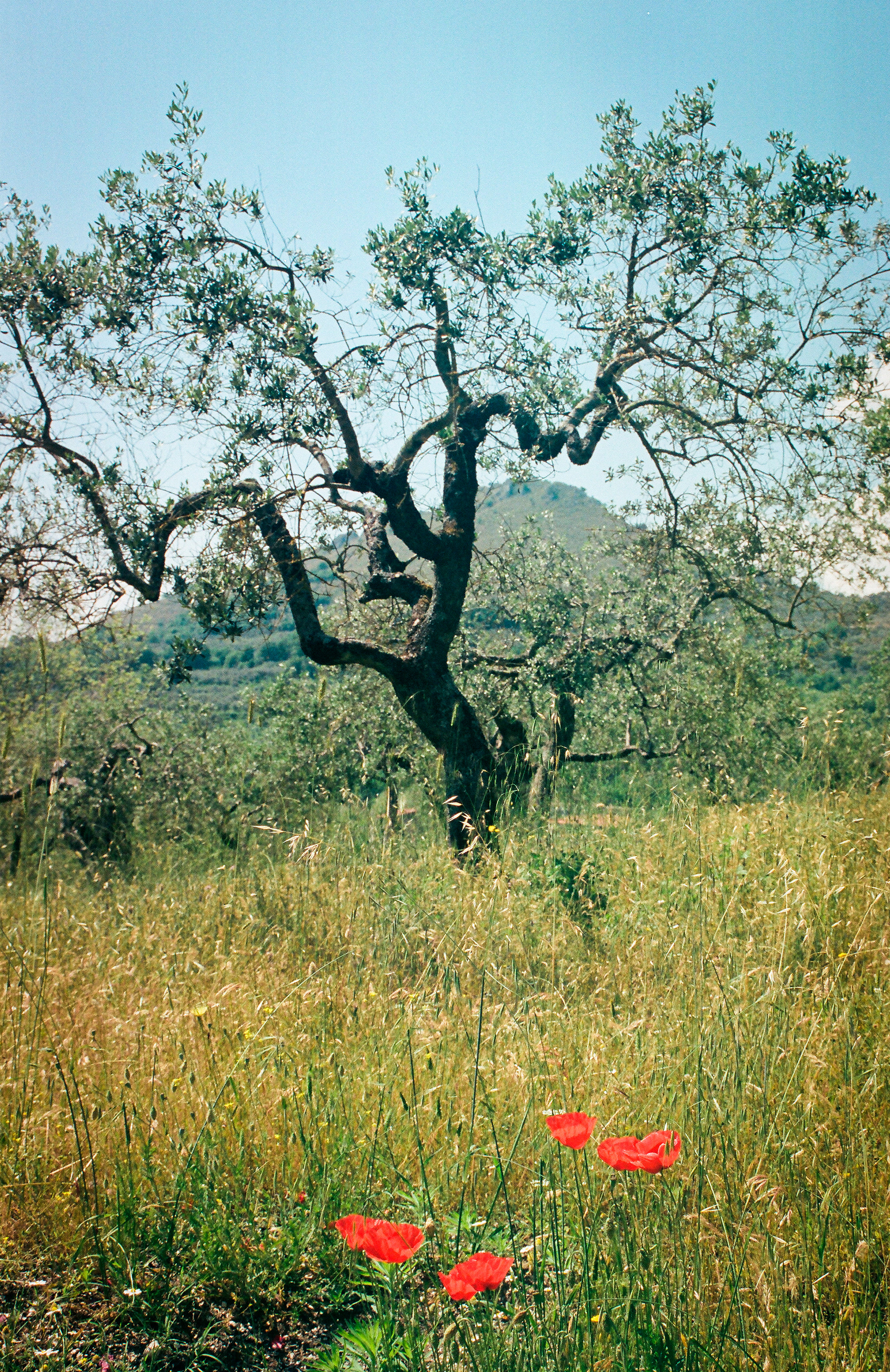 Grotta dell'Olivo, San Vittore del Lazio, 2023