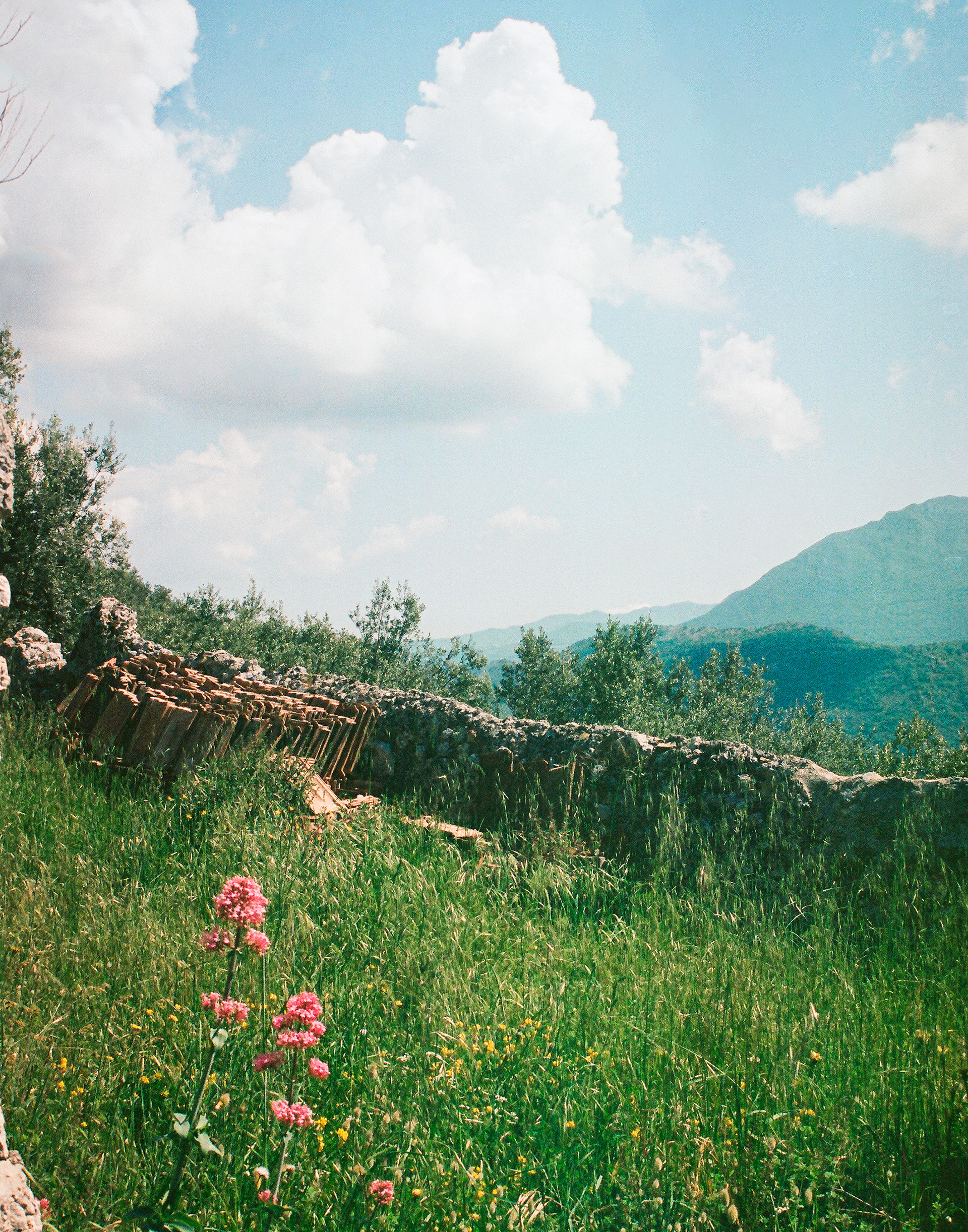 Fiori in Montagna, San Vittore del Lazio, 2023