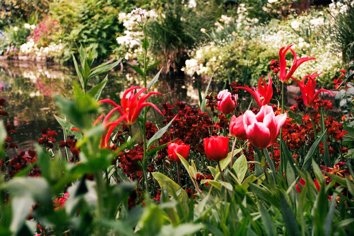 Red in Giverny, 2023