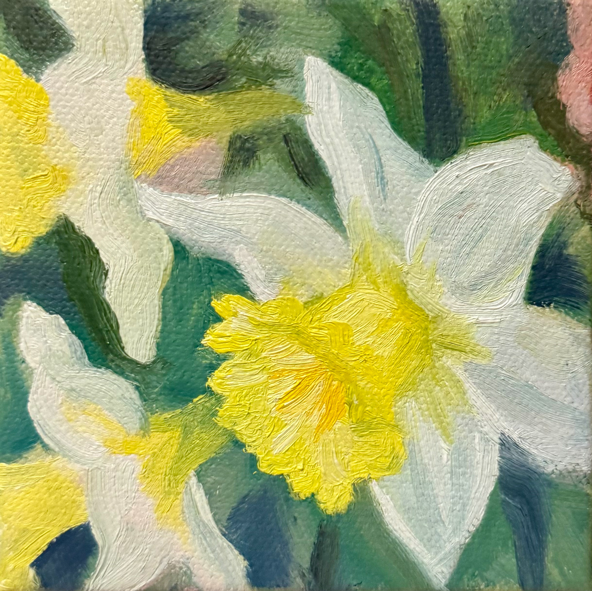 Daffodils, 2025