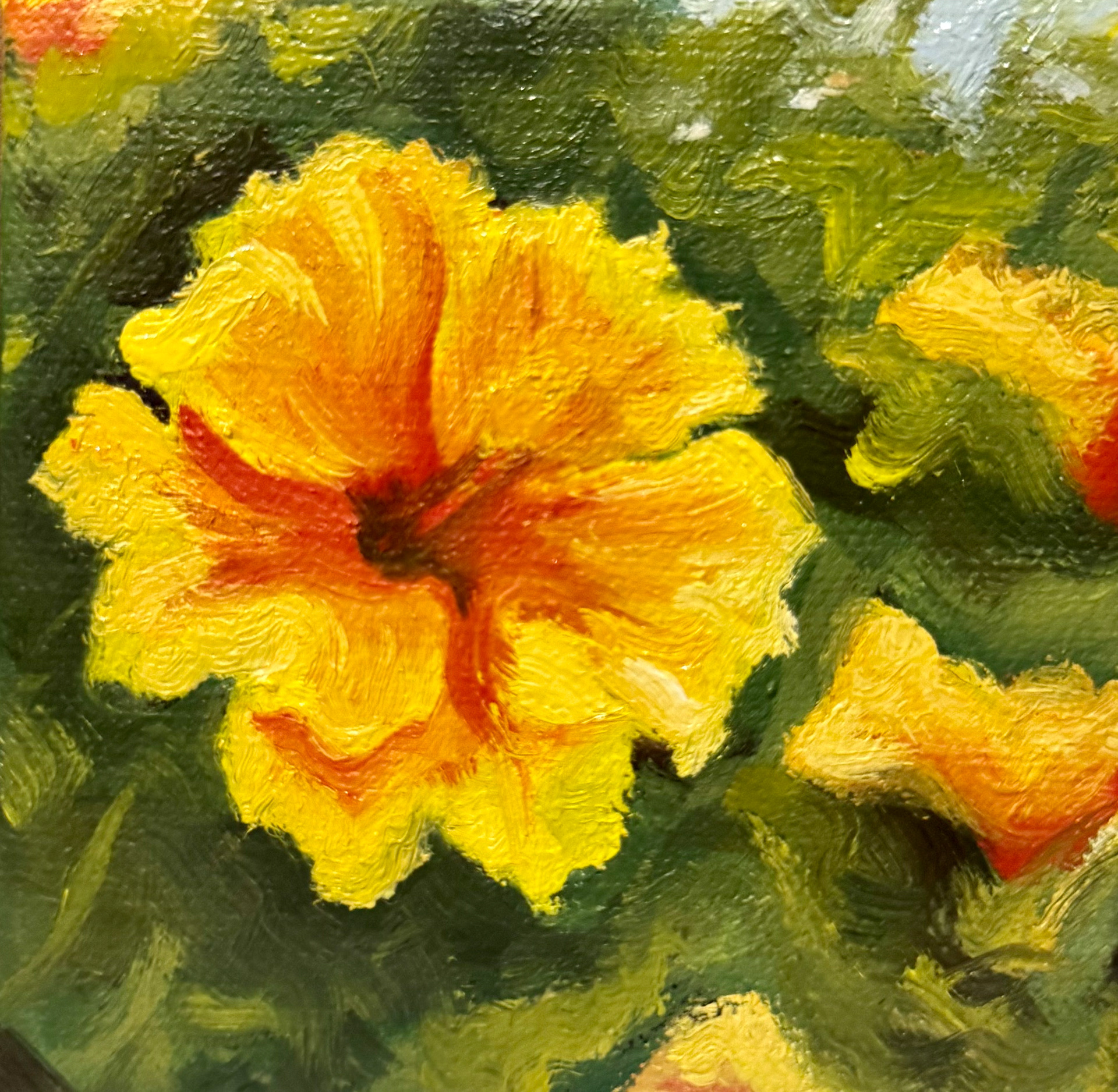 Hibiscus, 2025