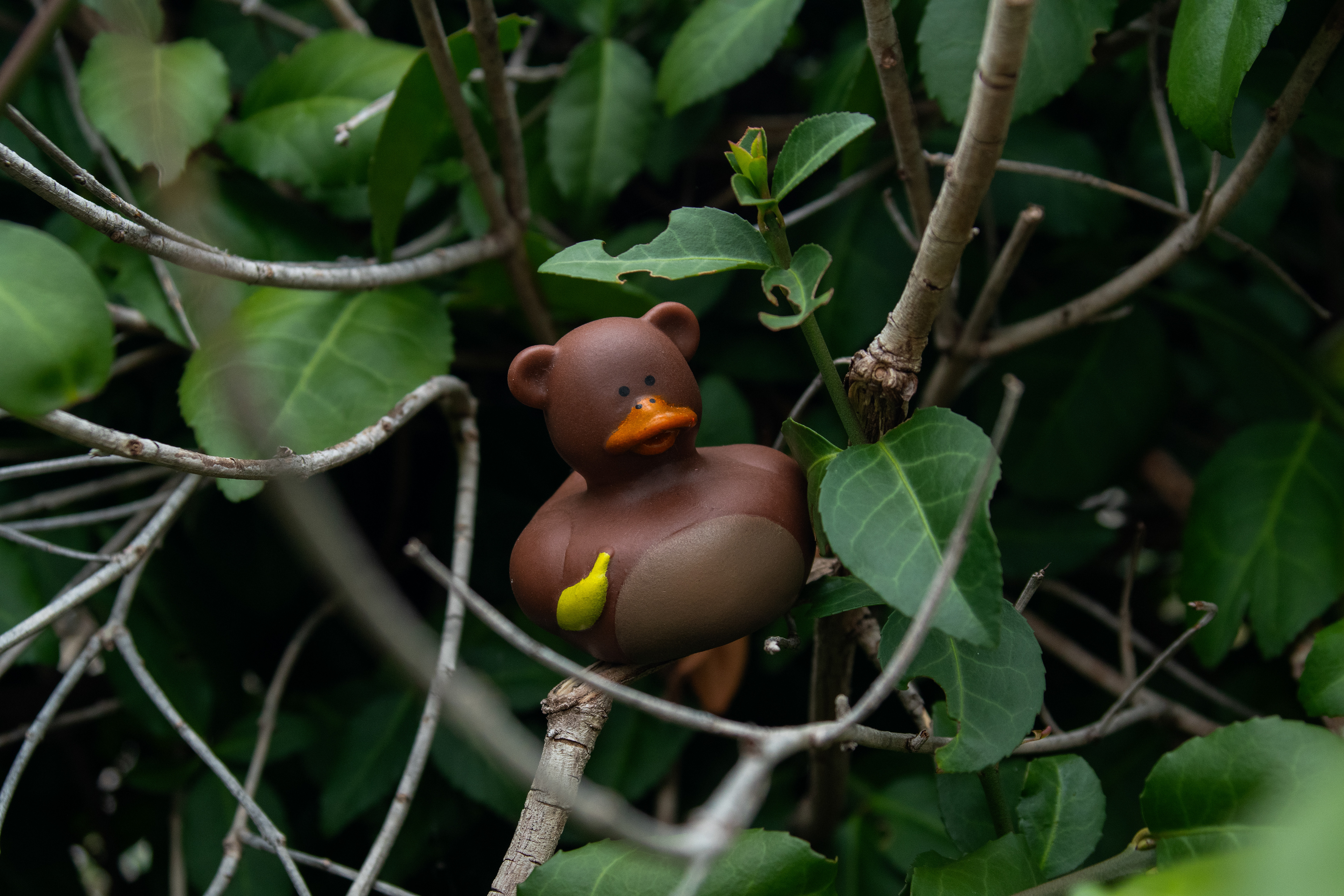 Curious Duck