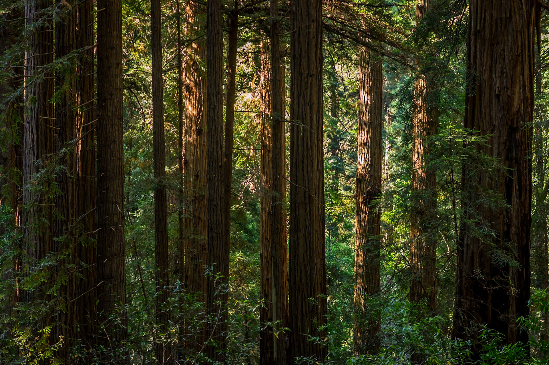 Muir Woods, California, US, August 2016