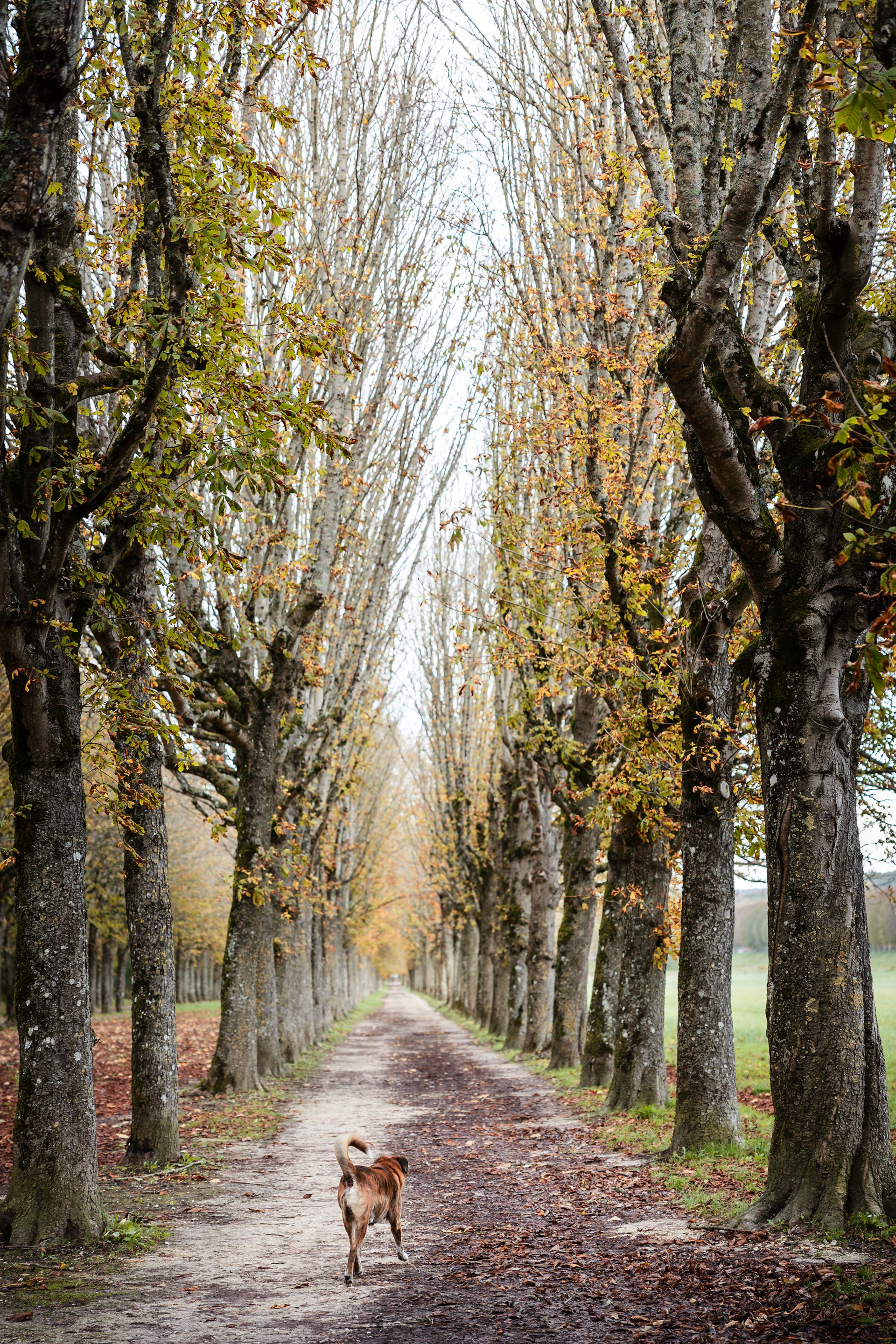 Fontainebleau