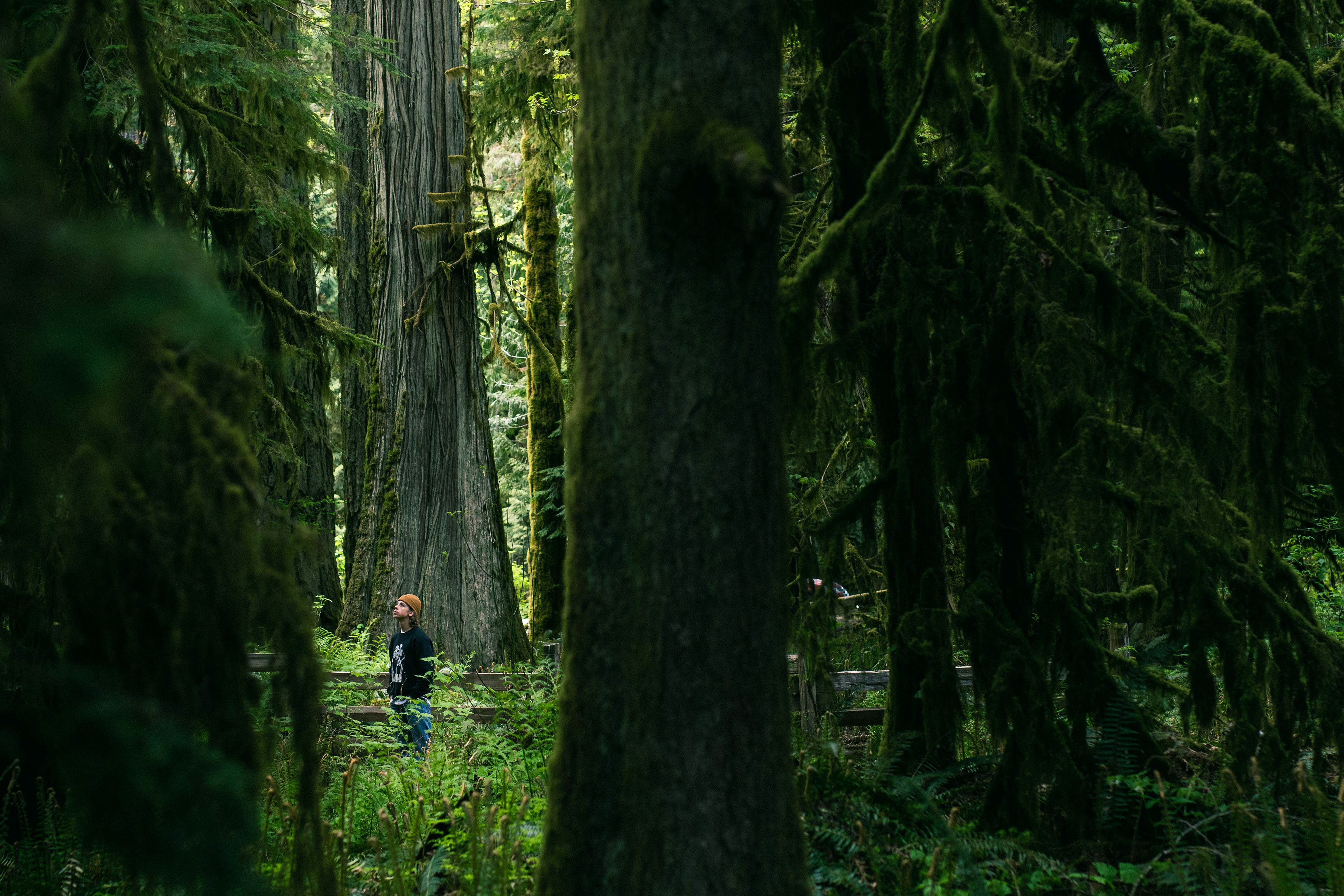 Cathedral Grove, British Columbia