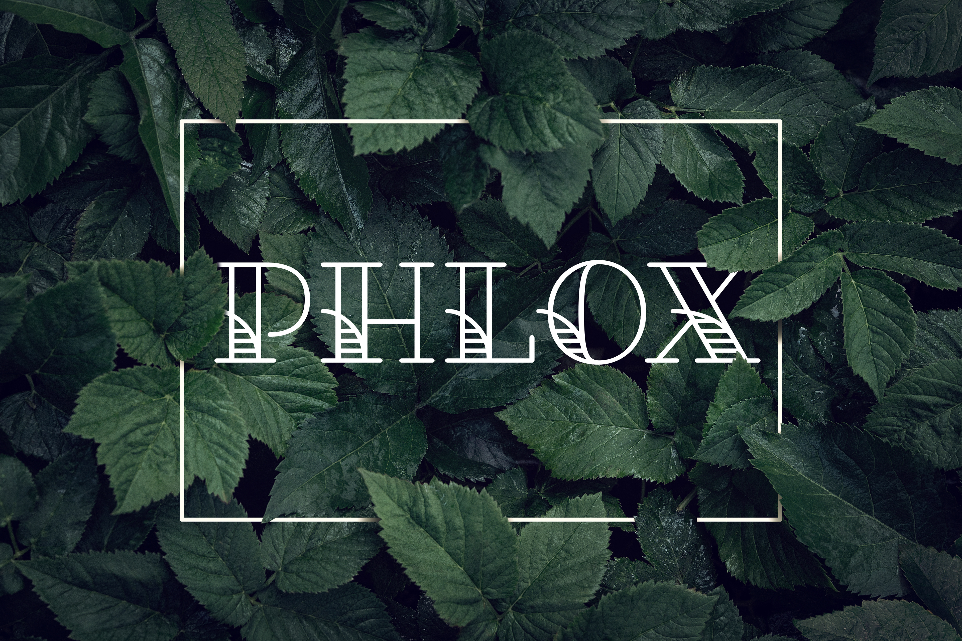 Hero Image for the brand Phlox; Plant Cafe, featuring the brand's display typeface in an abstract foliage mockup
