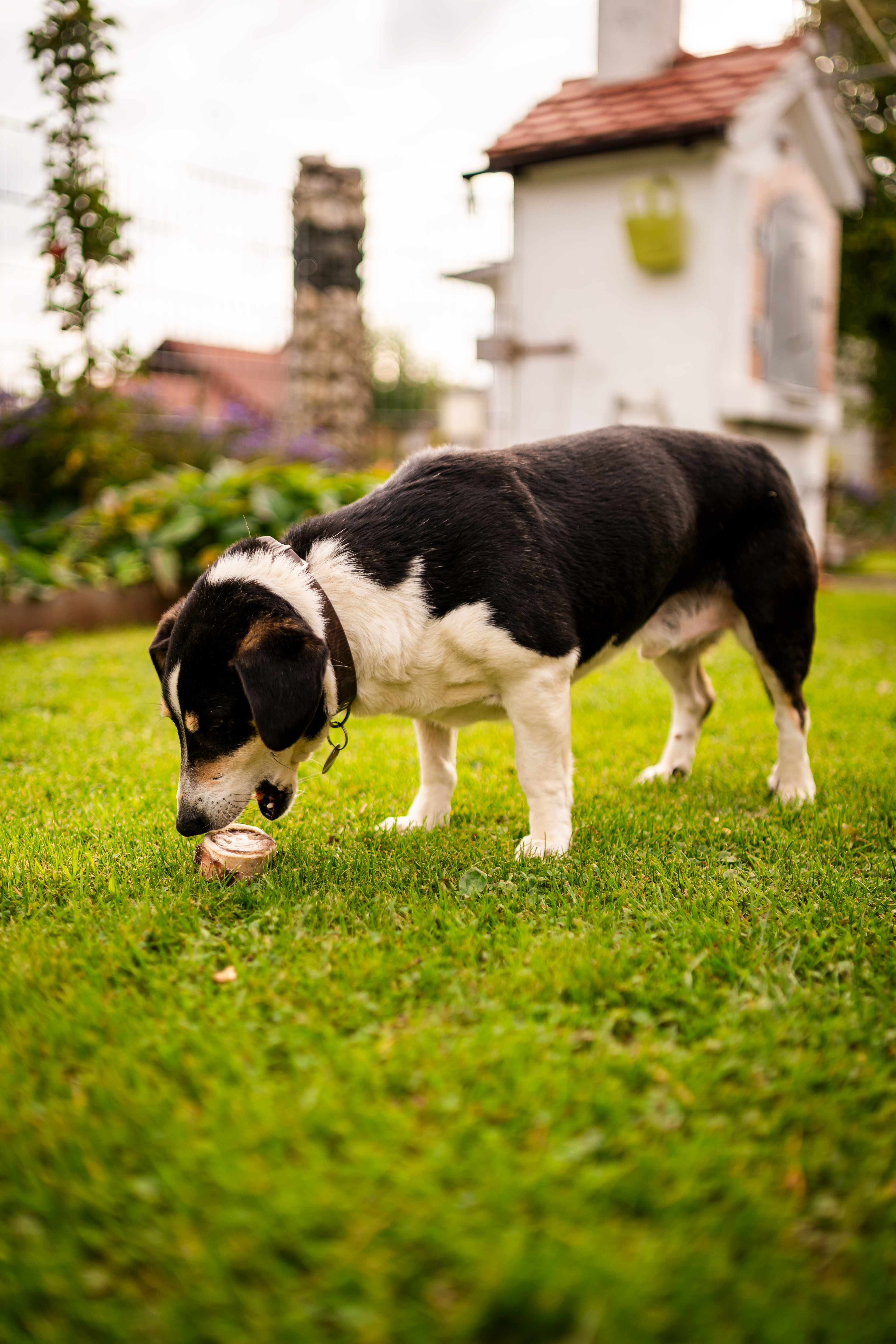 Ein Hund ist sein leckerlie - Hochzeitsmomente in Oberschwaben. MFUCHSLOCH Fotografie Fotografie & Videografie.