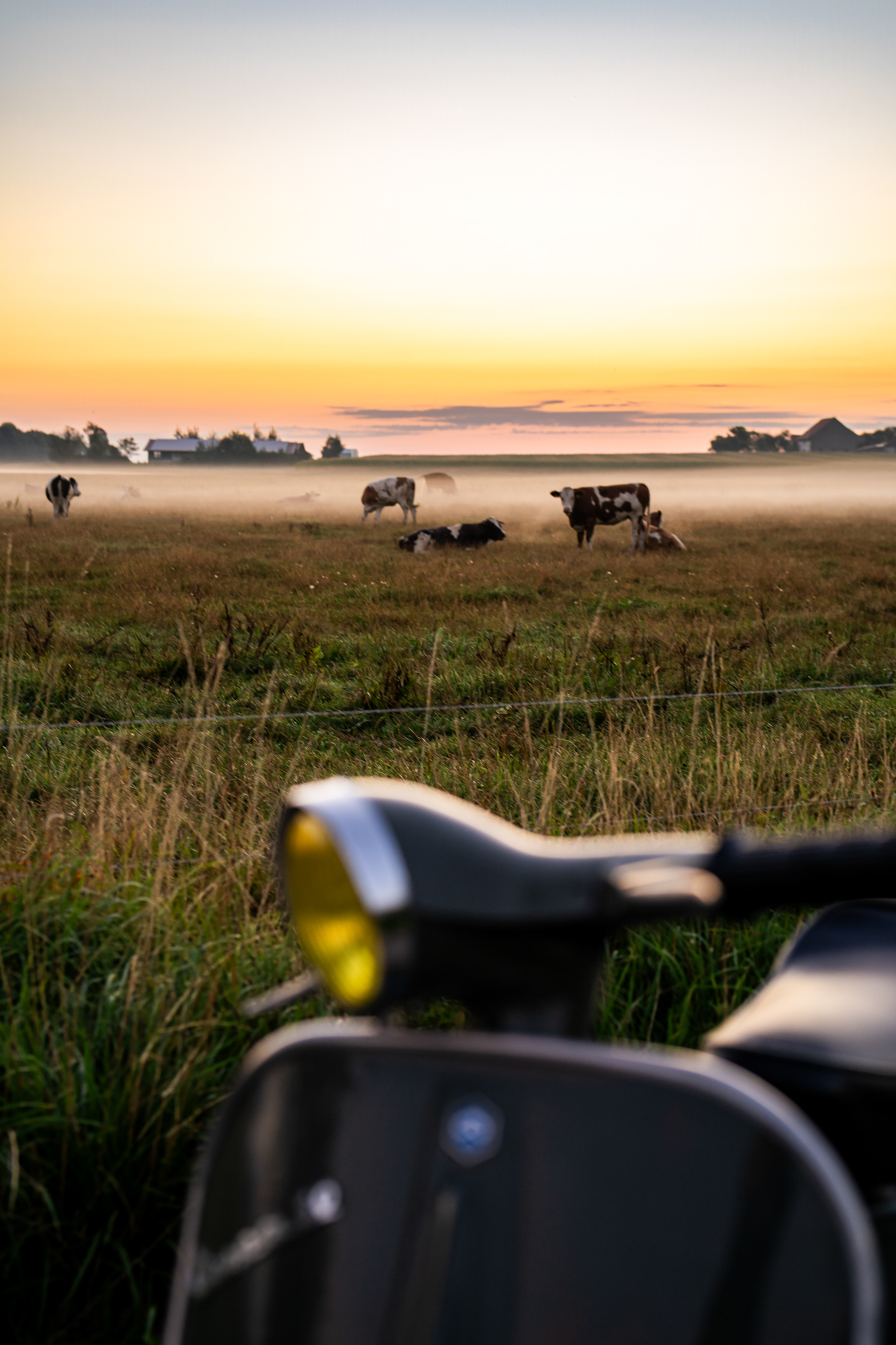 Klassische Vespa 50 Special in Aventurin Grün Metallic auf einem Feldweg mit Sonnenaufgang in Oggelshausen am Federsee im Hintergrund Kühe während der Golden Hour. Professionelle Fahrzeugfotografie und Automotive Art von MFuchsloch Fotografie & Videografie aus Oberschwaben.