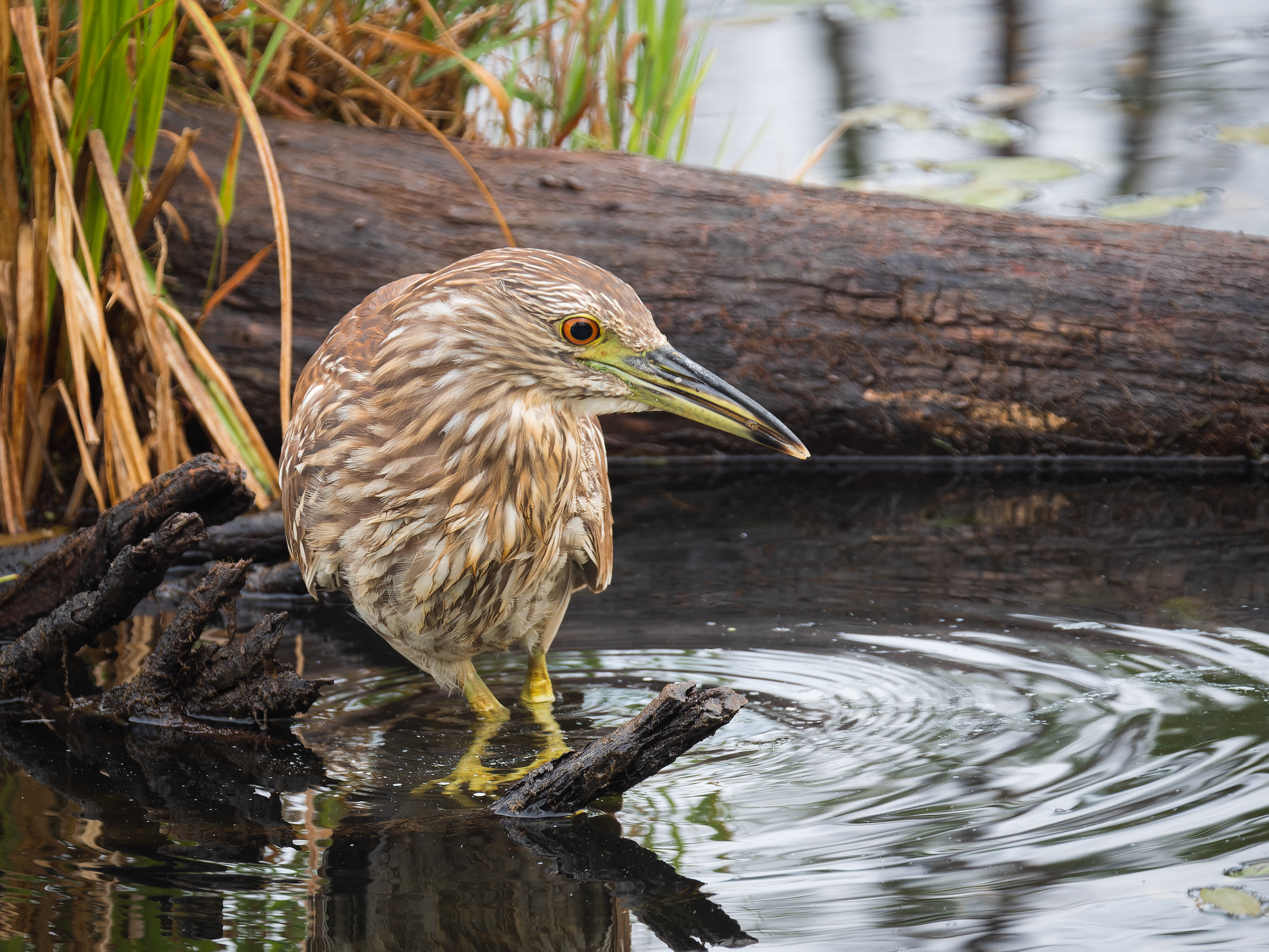 Black-crowned Night Heron, juvenile