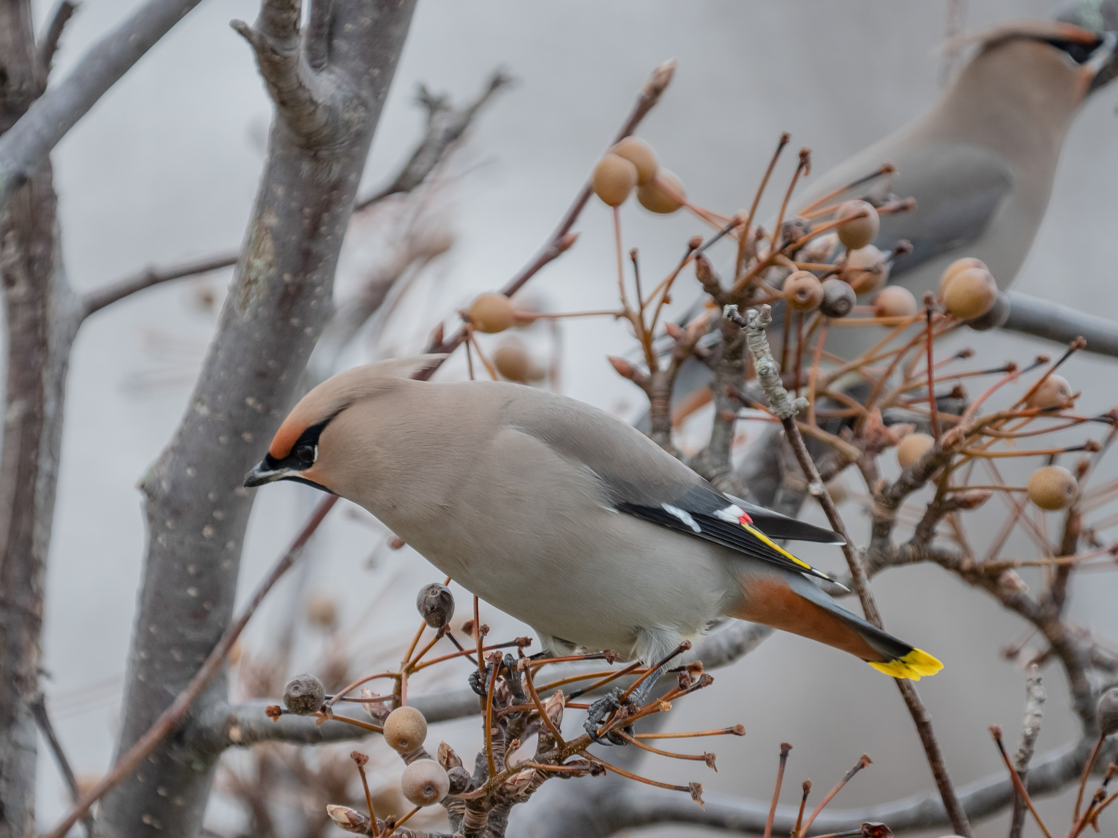 Bohemian Waxwing