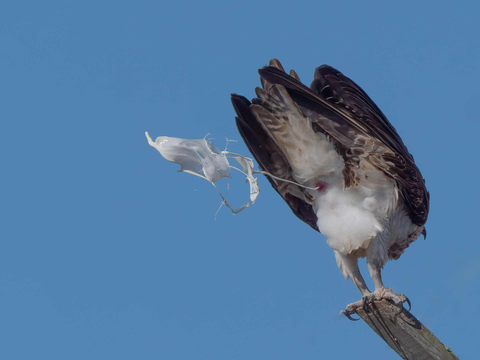 Look Out Below!