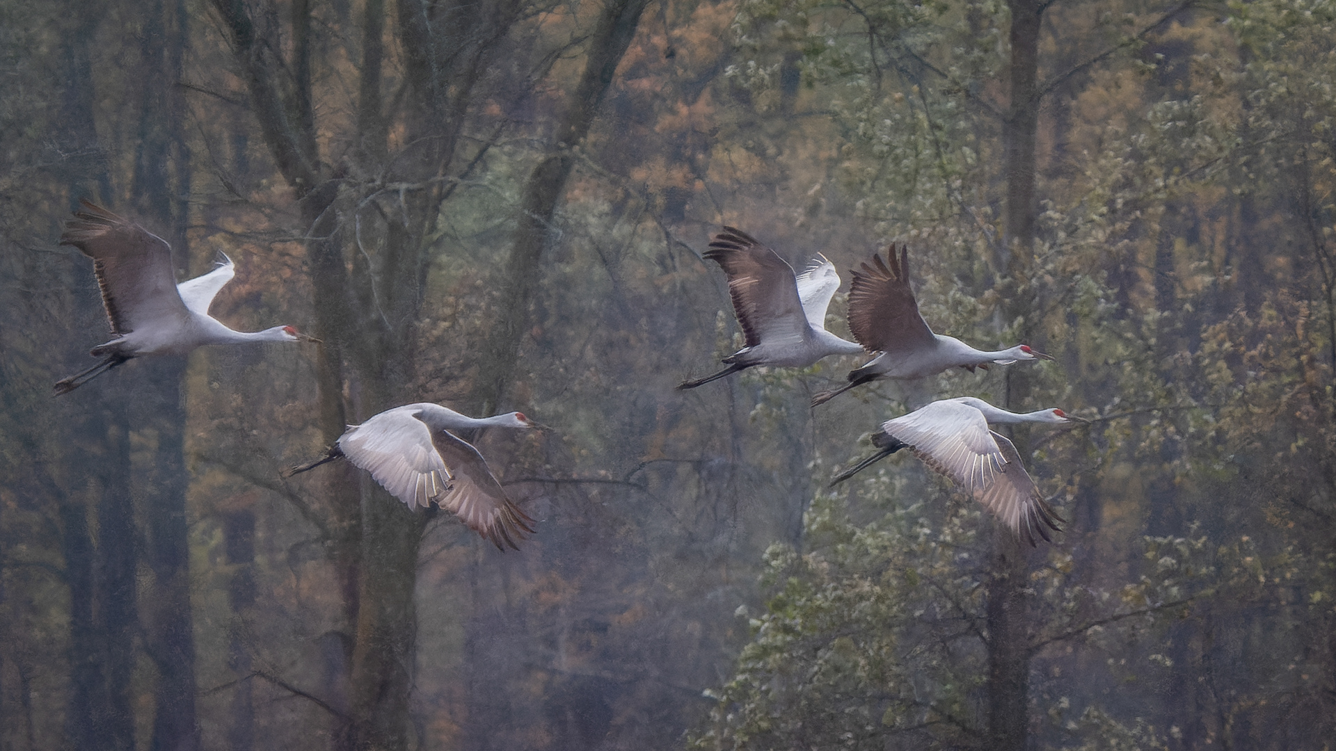 Rainy Day Flight