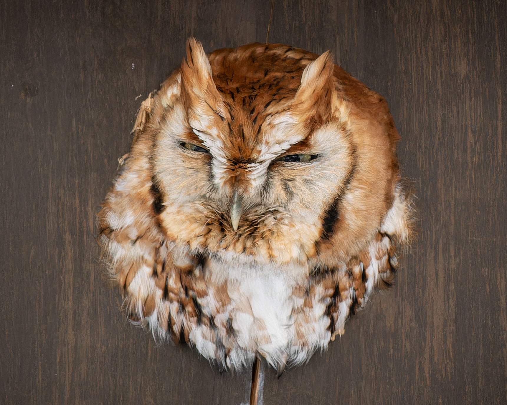 Eastern Screech Owl, red morph