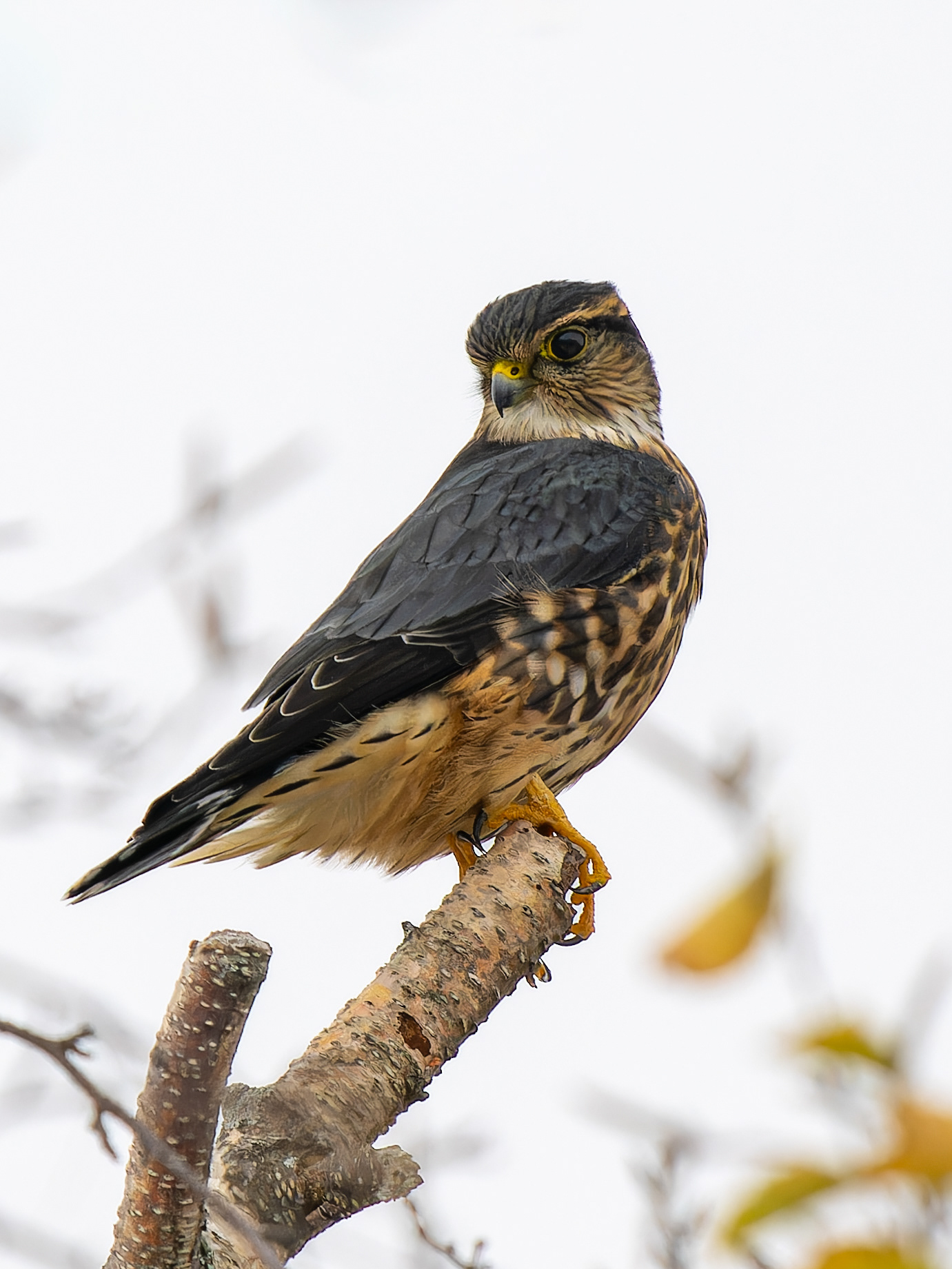 Merlin