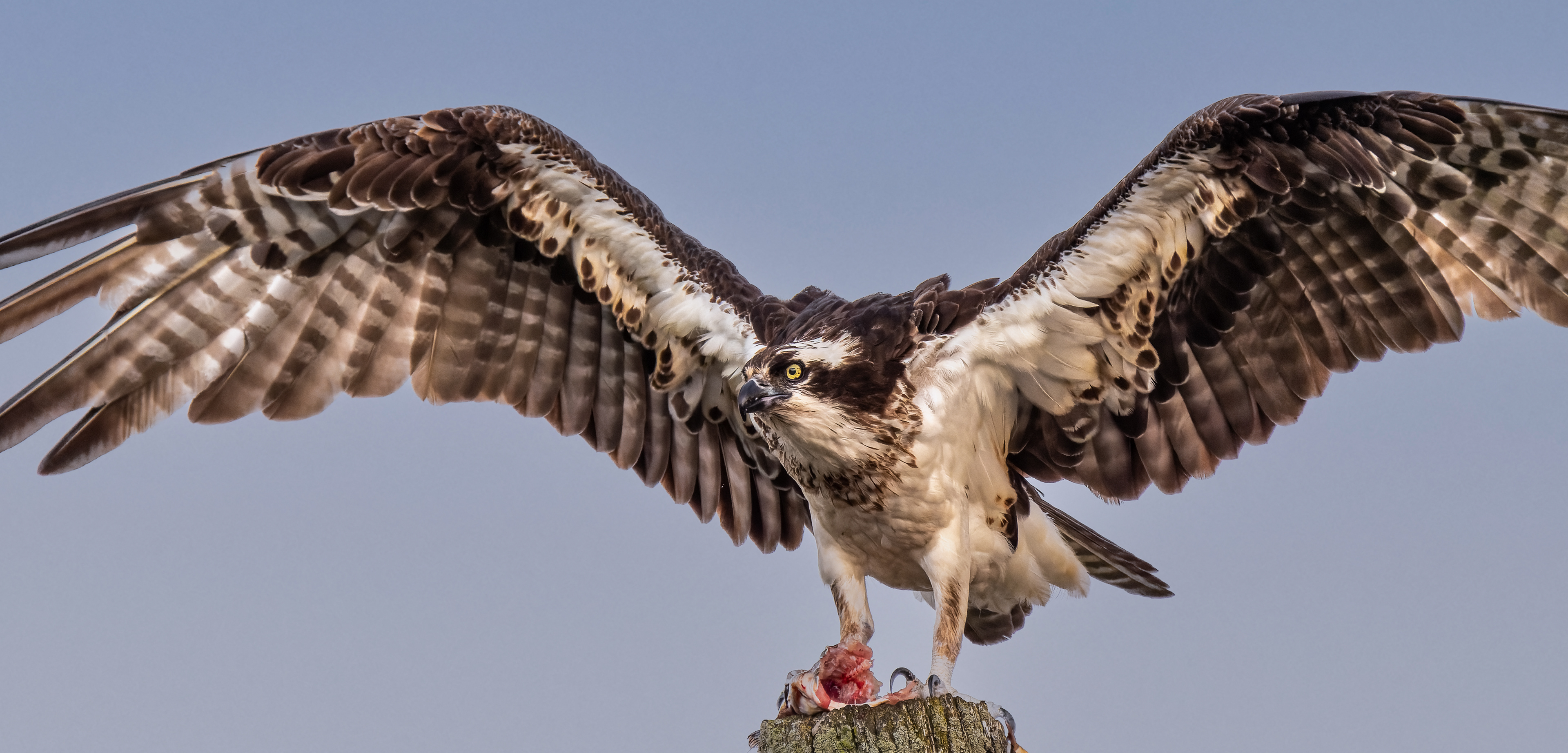Spread Eagle...er Osprey