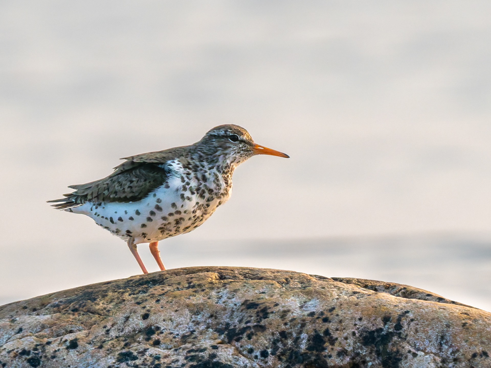 Spotted Sandpiper