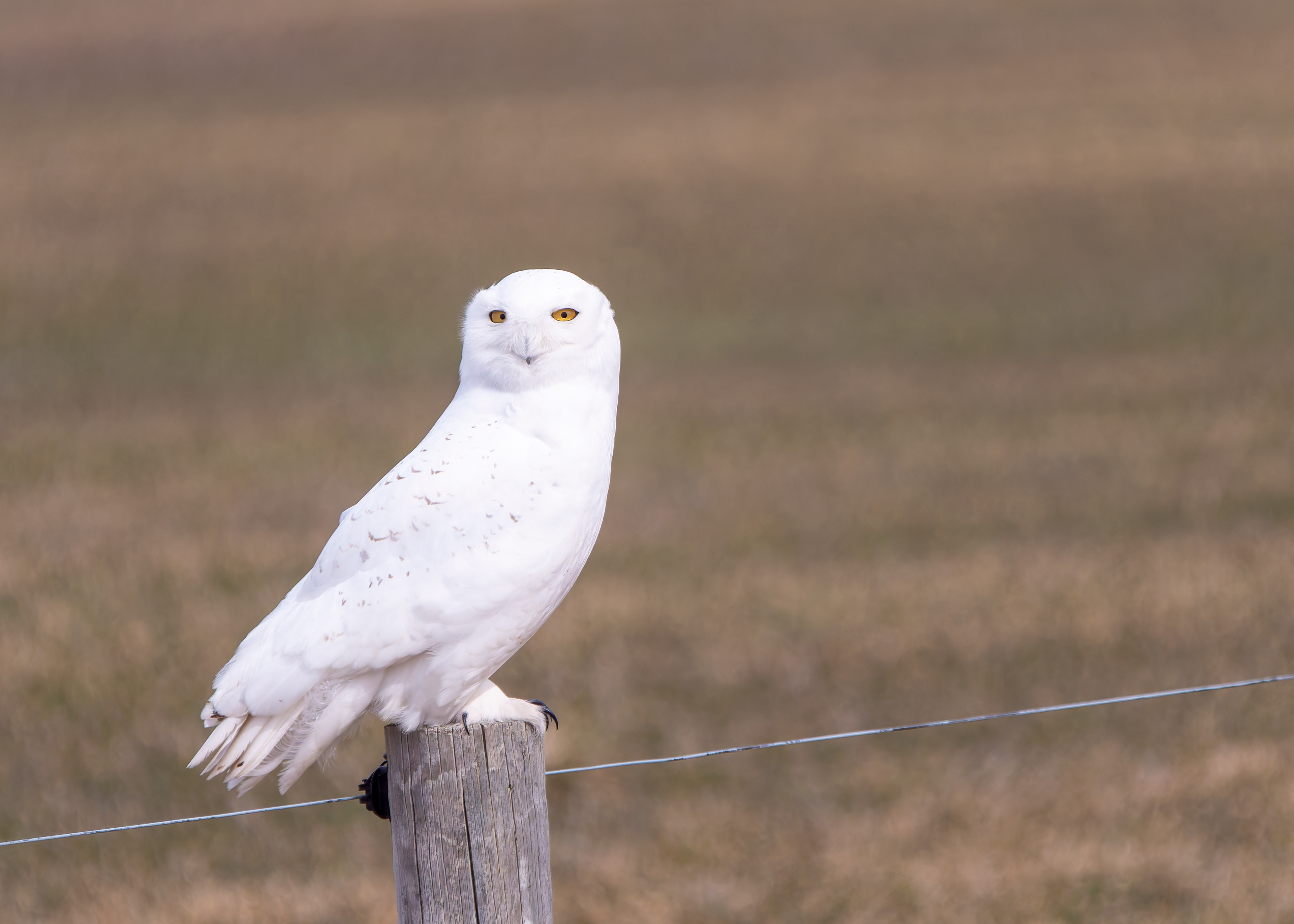 Snowy on post