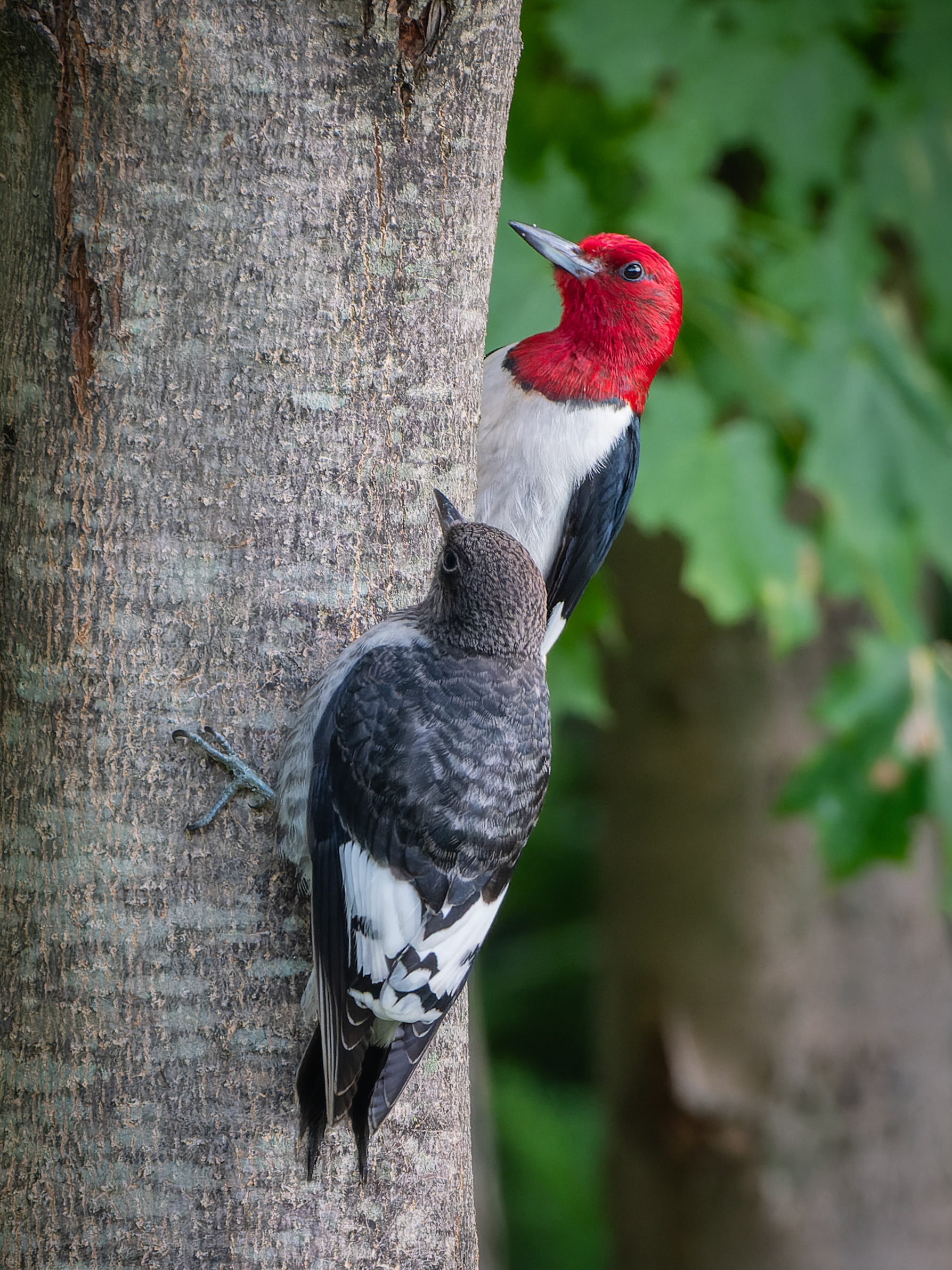 Red-headed Woodpecker, Adult & Juvenile