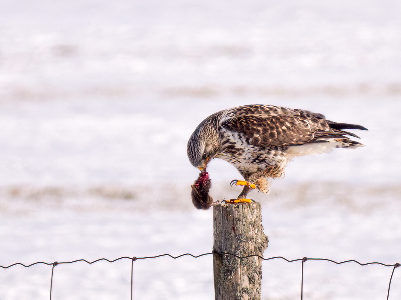 Rough-legged Hawk & Vole