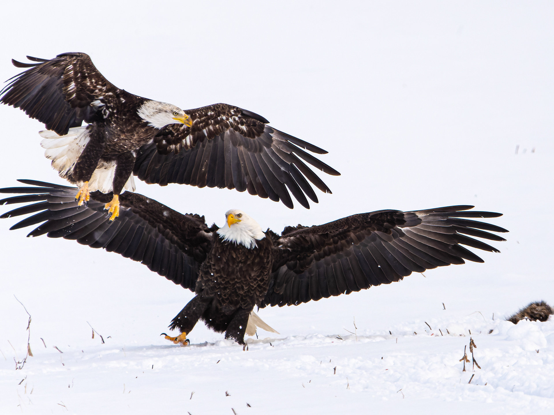 Back Off! It's Mine!