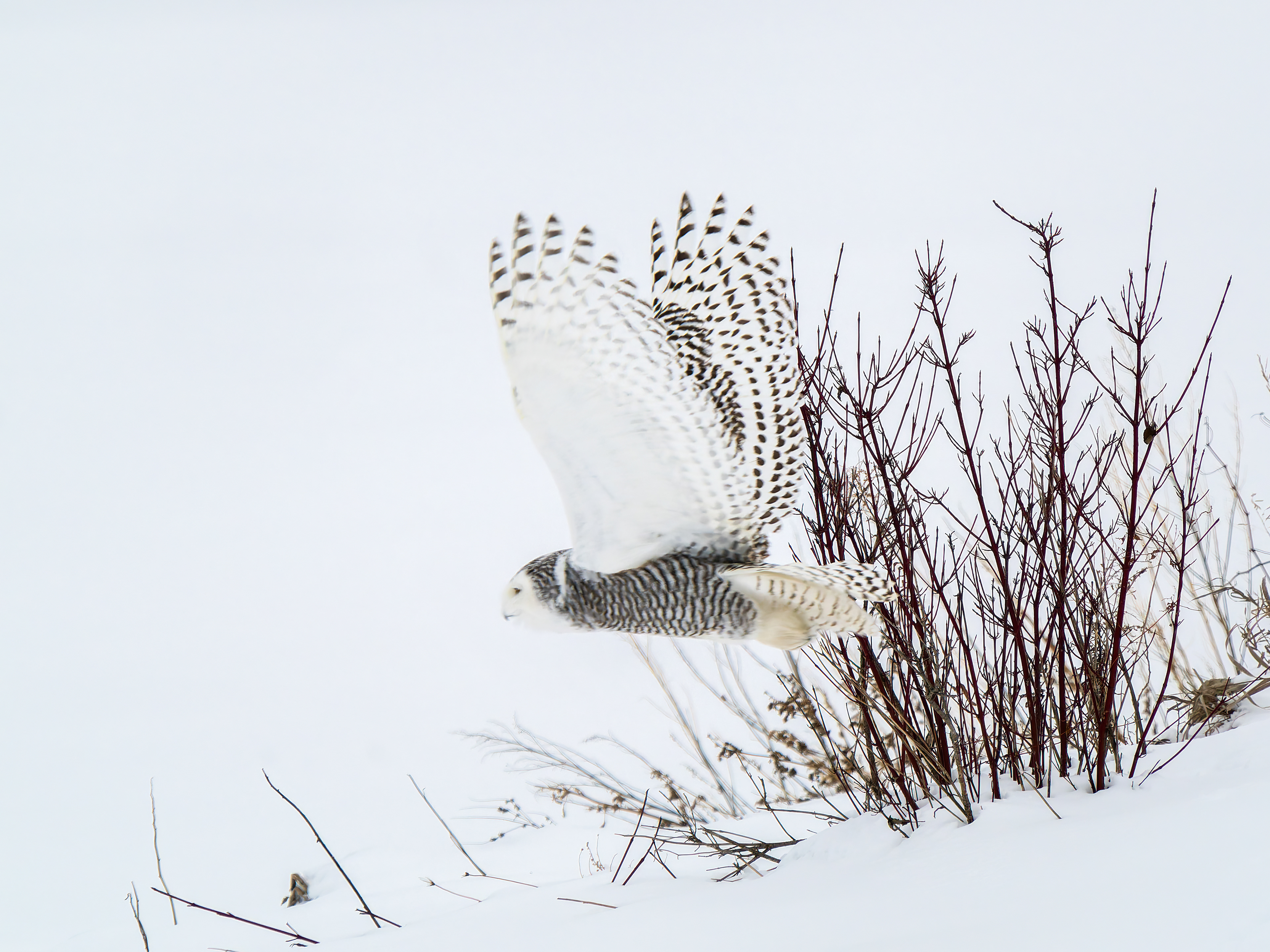Snowy 2