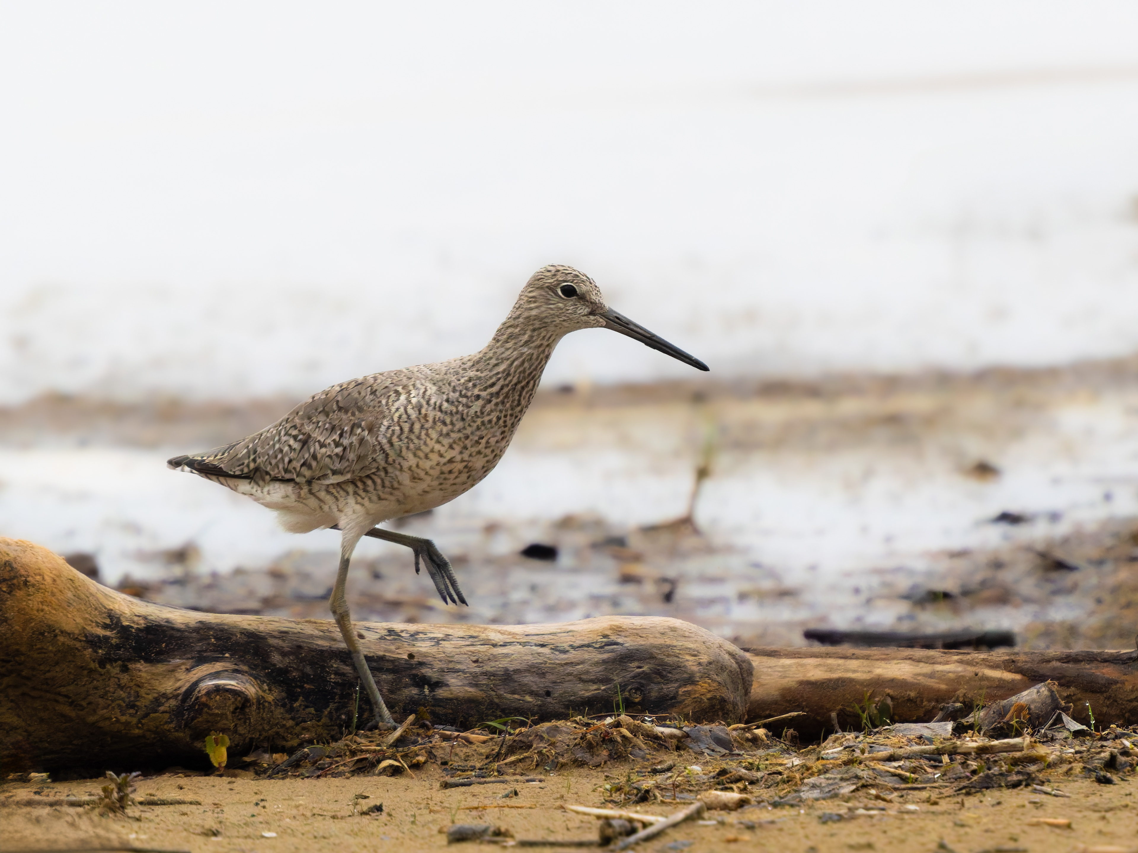 Willet