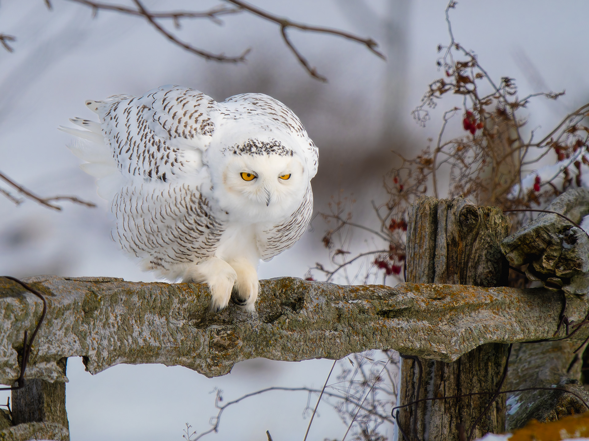 Snowy Owl on fence A