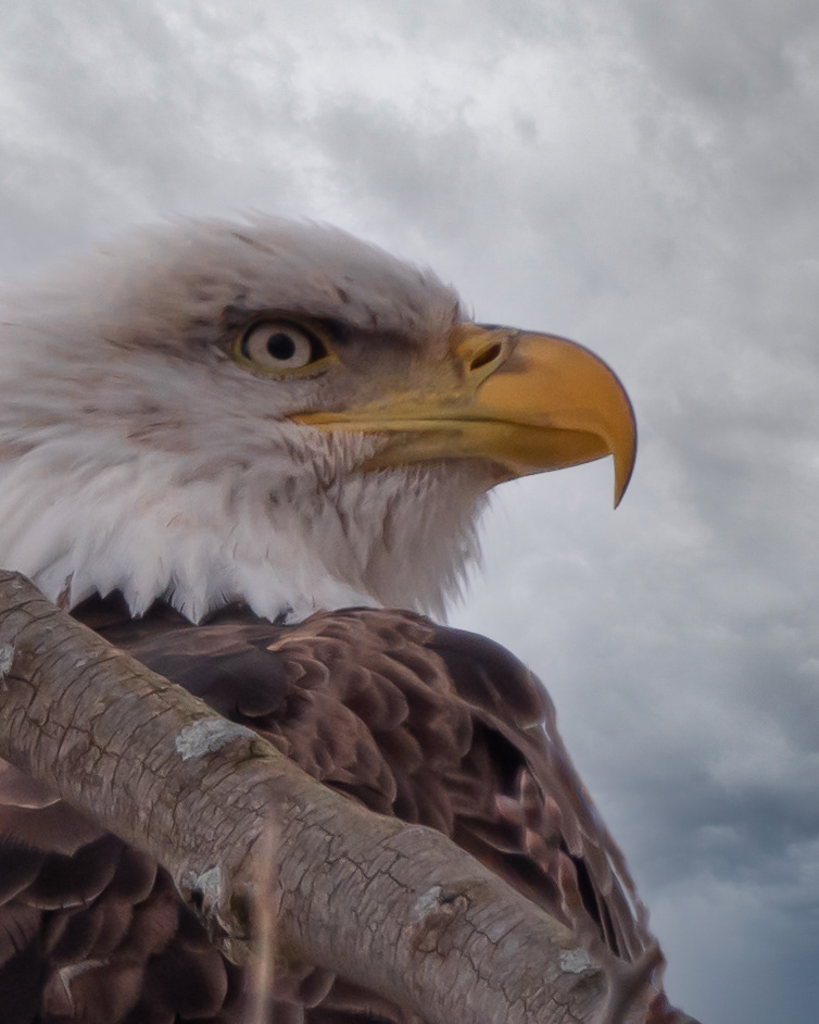 Eagle Eye