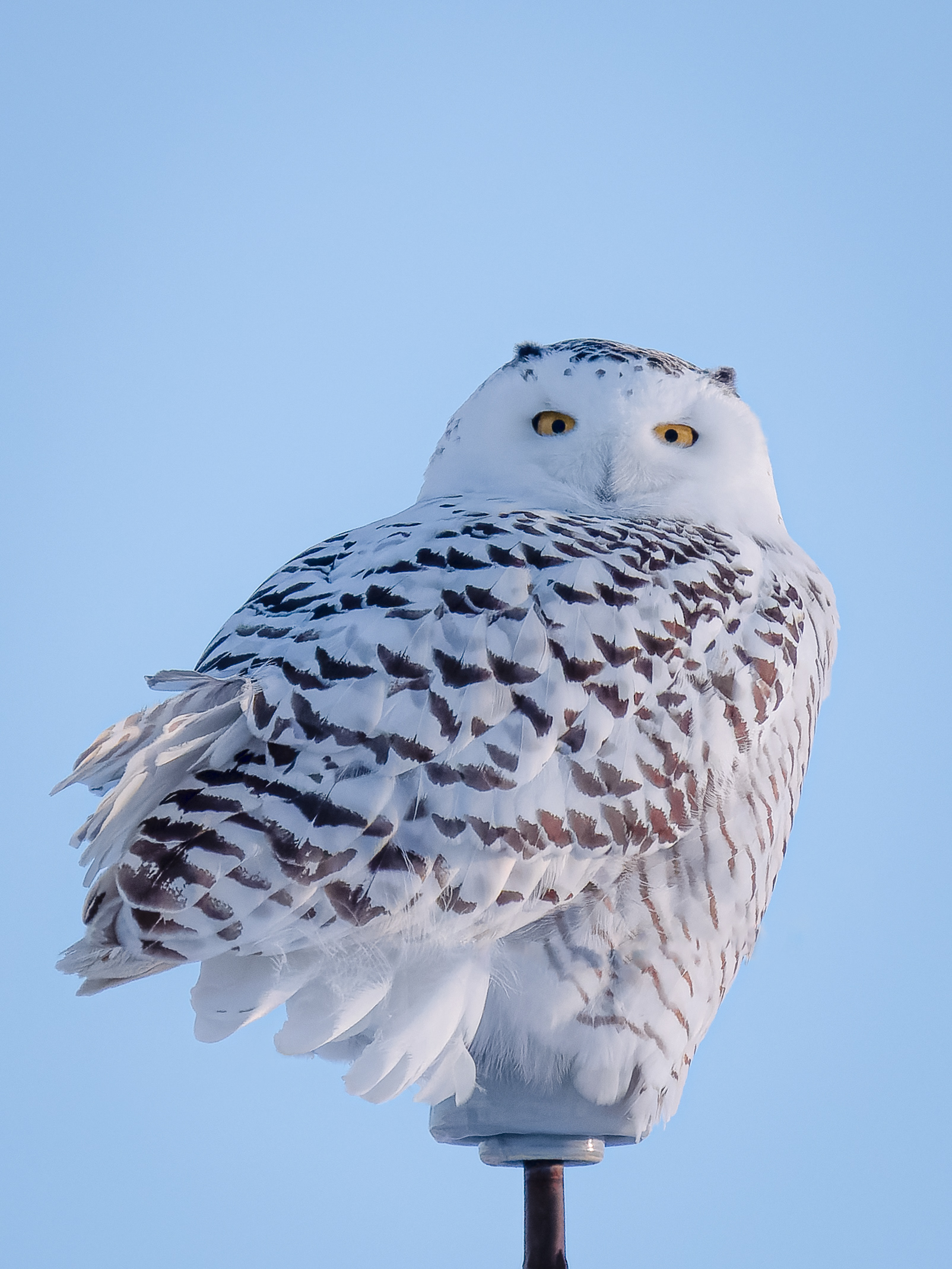 Pole Sitter Snowy