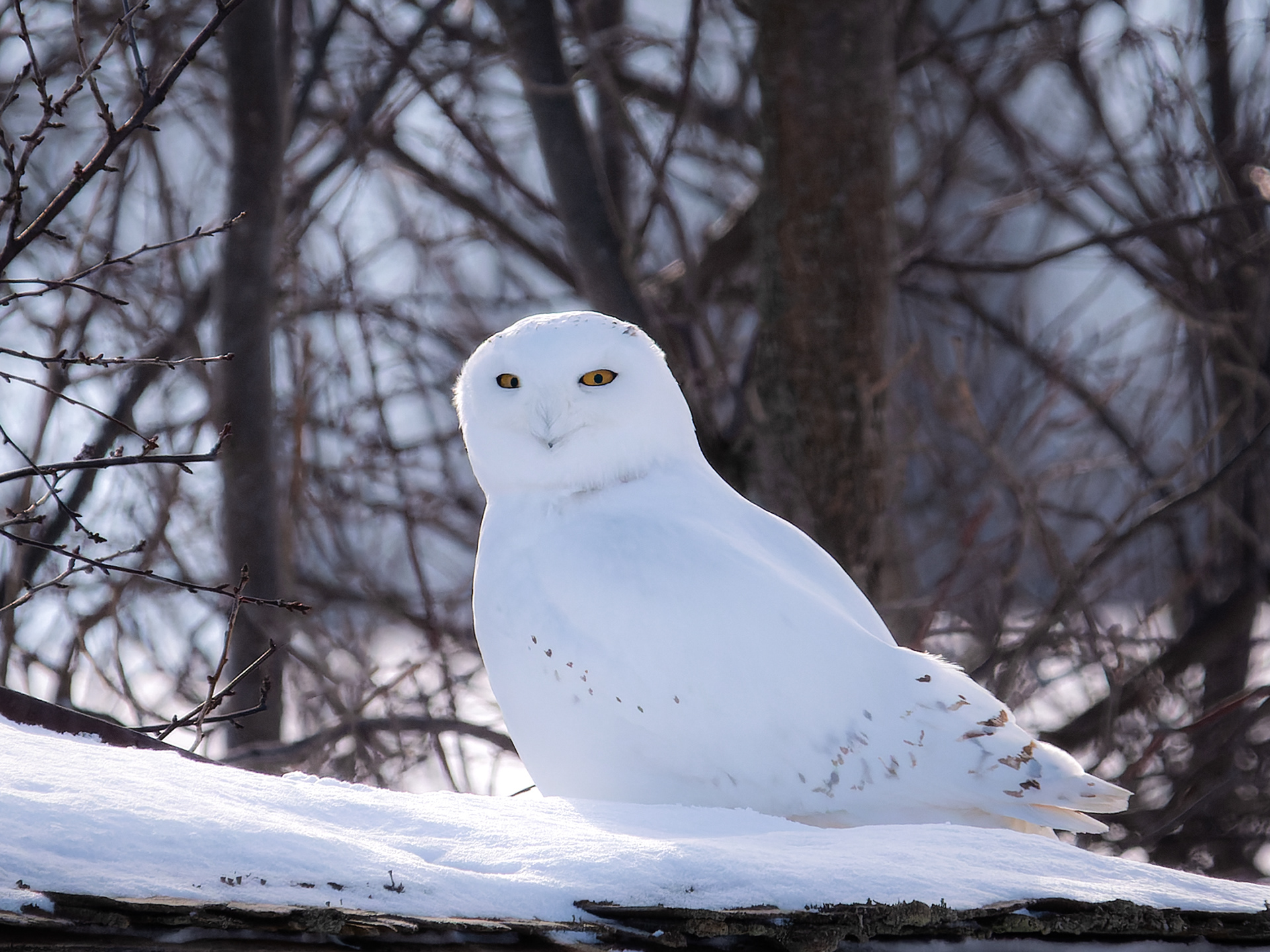 Snowy Owl Male