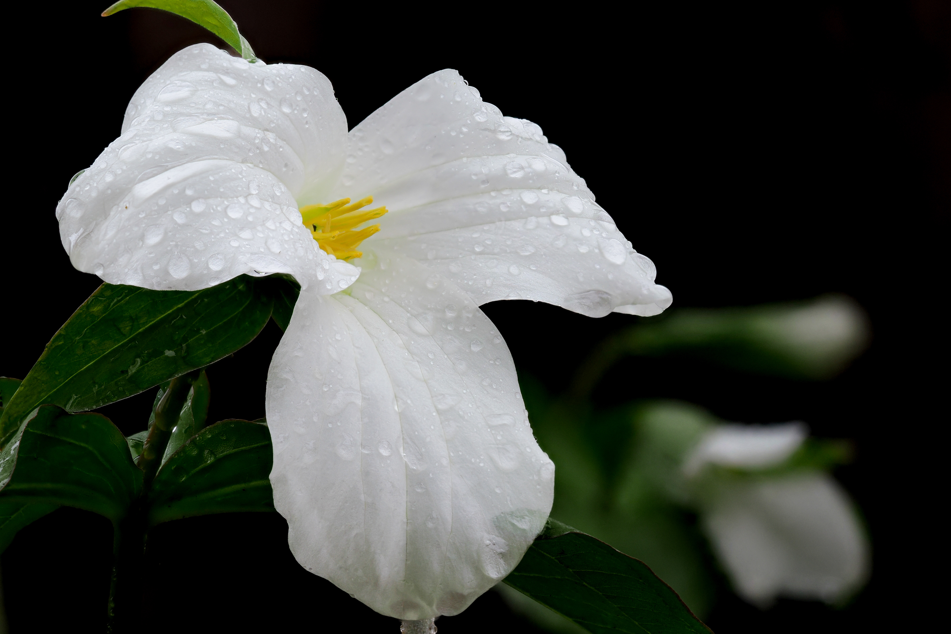White Trillium