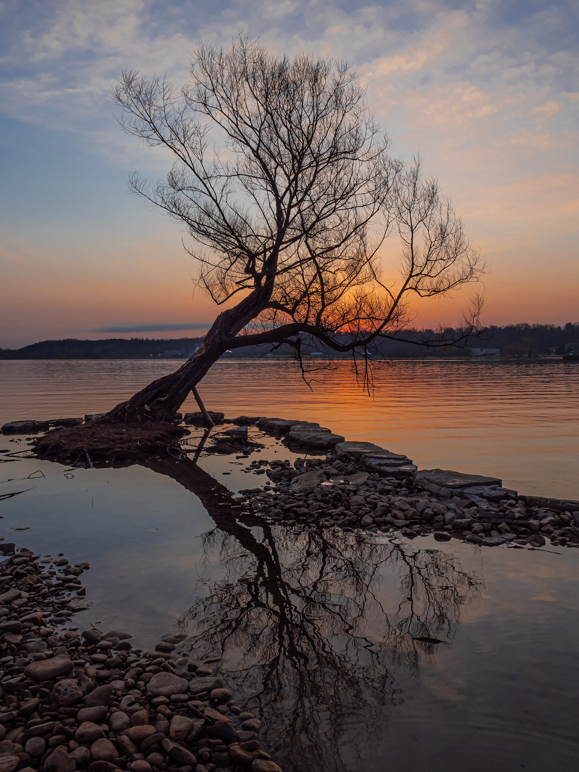 Summerfolk Tree